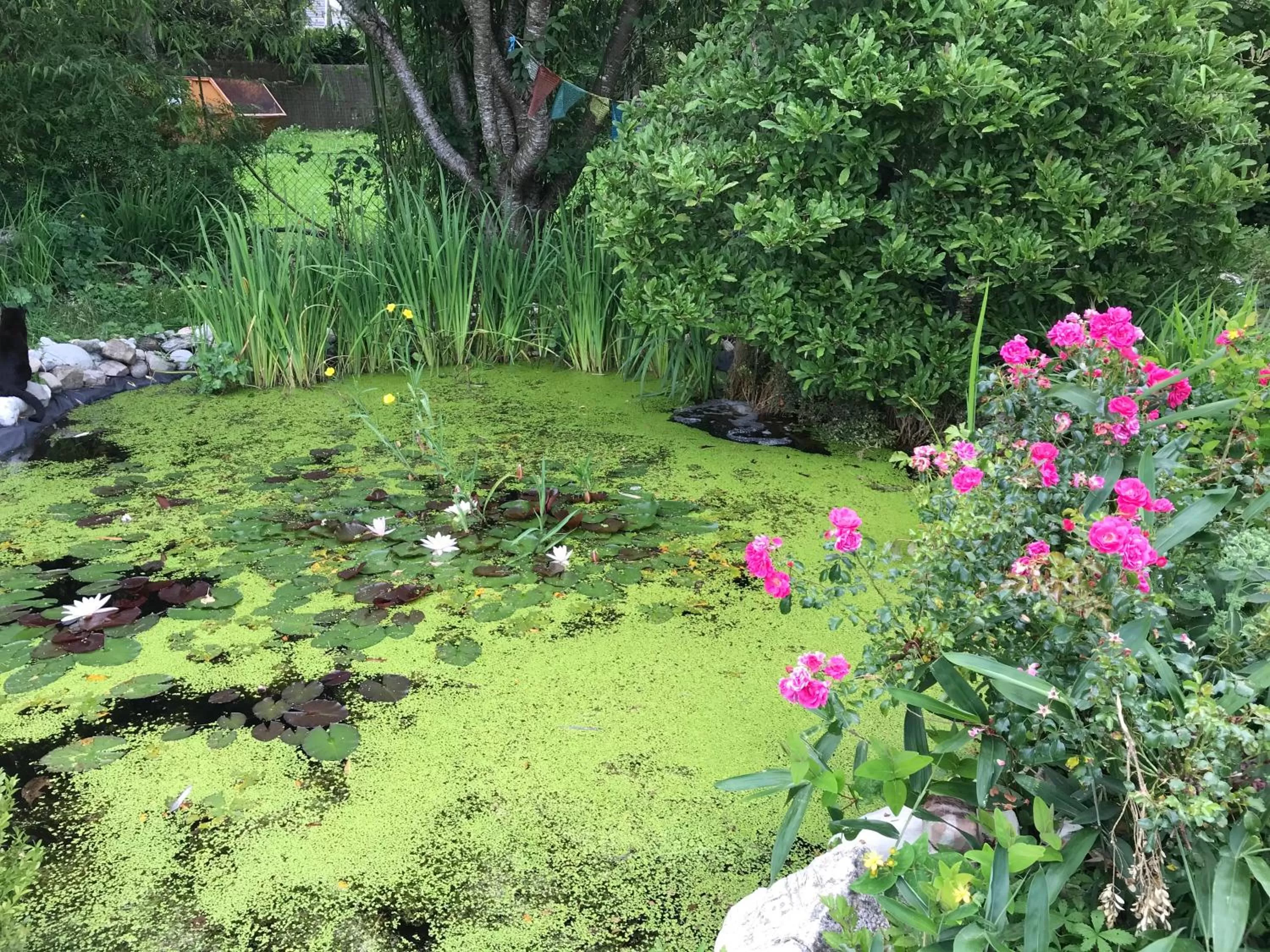Garden in Bed and Breakfast Bavaria München
