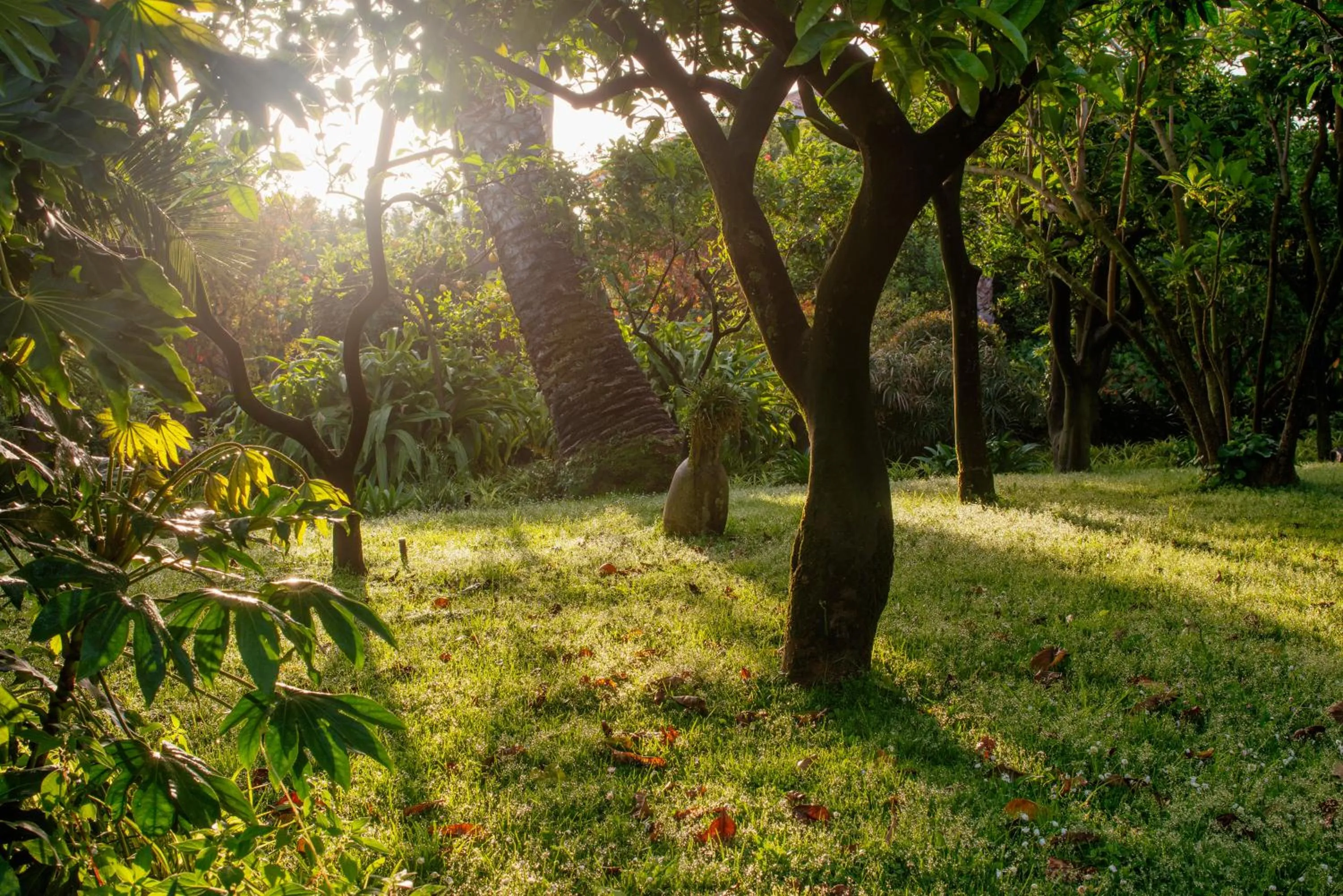 Garden in Grand Hotel Cocumella