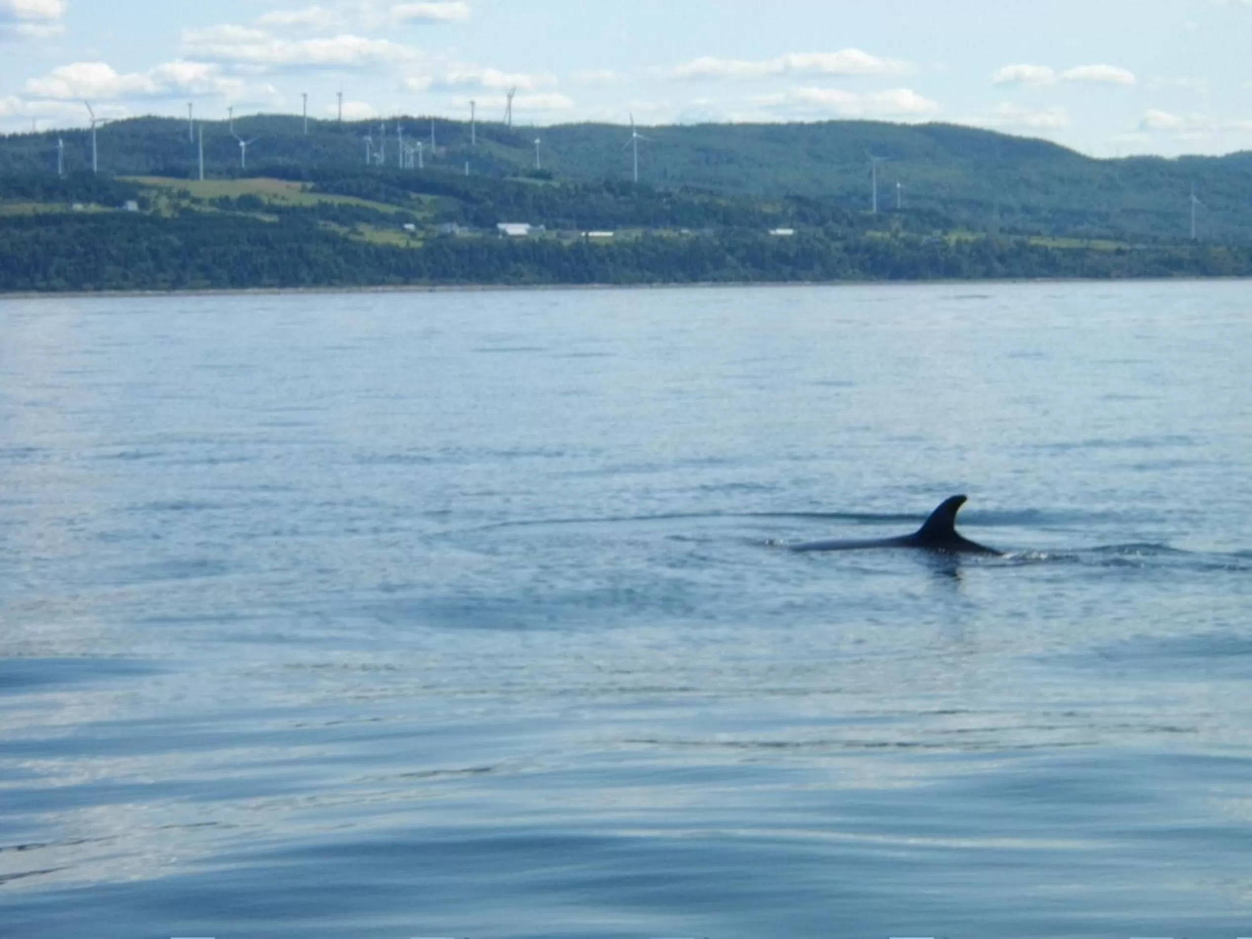 Animals in La Maison entre Mer Montagnes