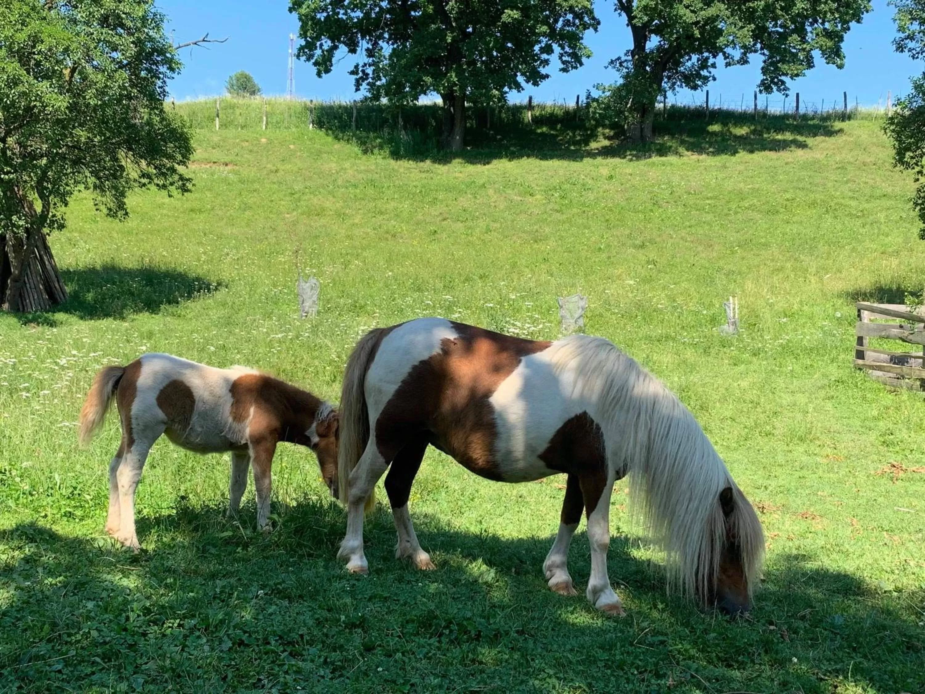 Day in Pensiunea SilvAnka