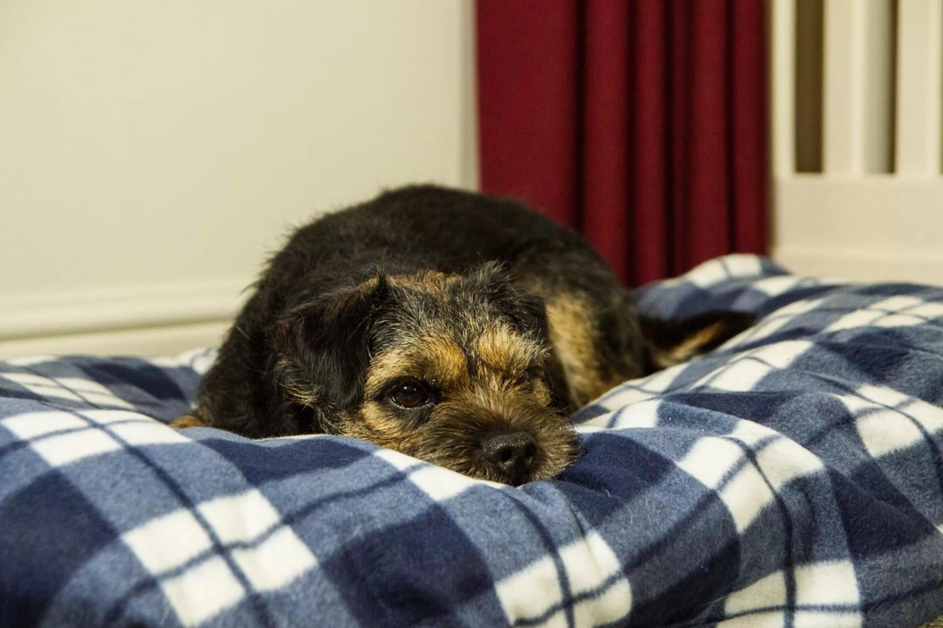 Pets, Bed in Westmorland Hotel Tebay