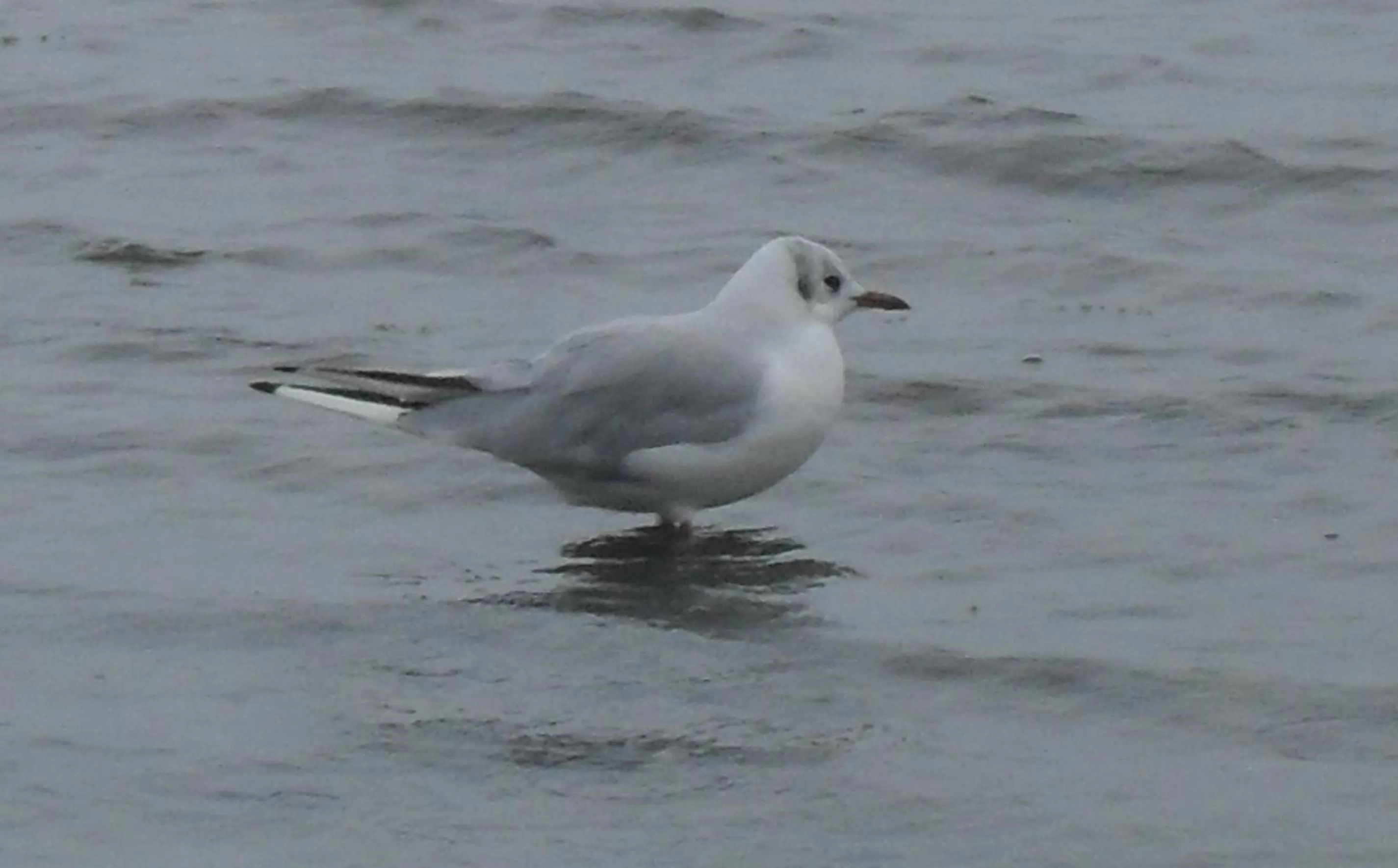 Animals in Hotel am See