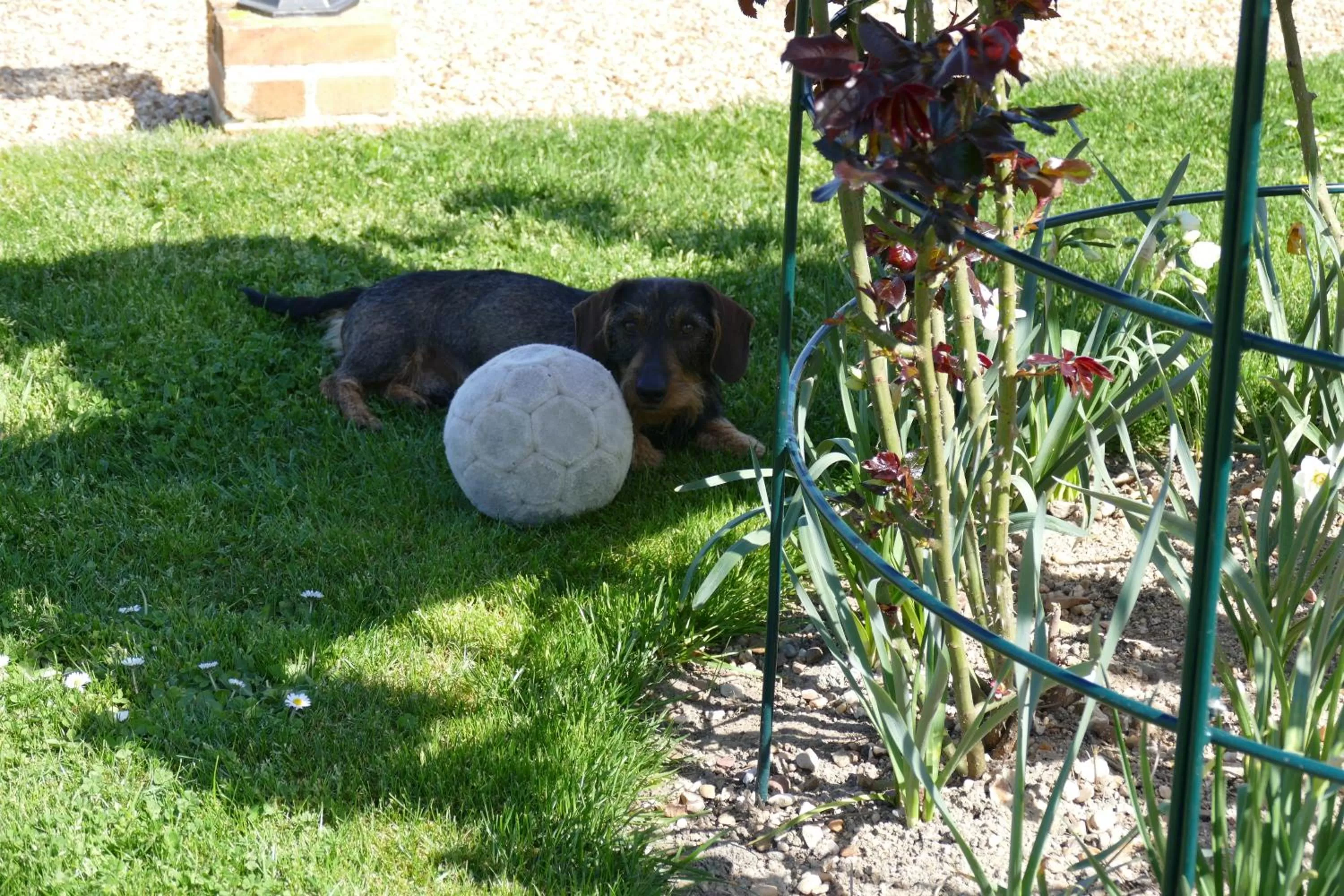 Pets in Le Clos des Perraudières