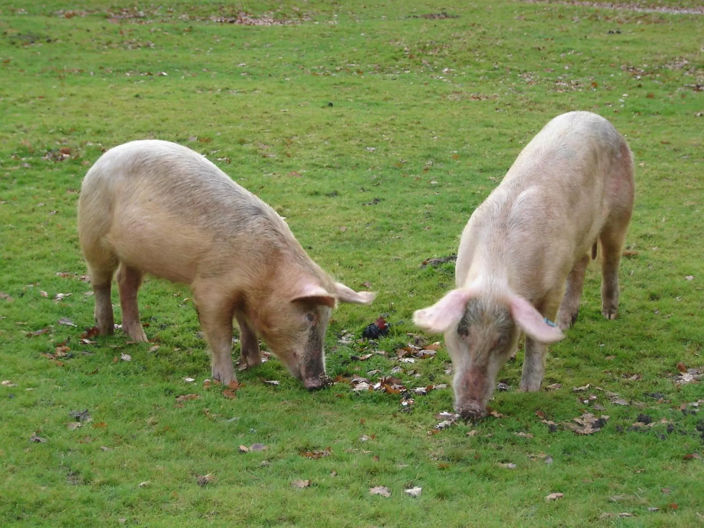 Animals in Hunters Croft