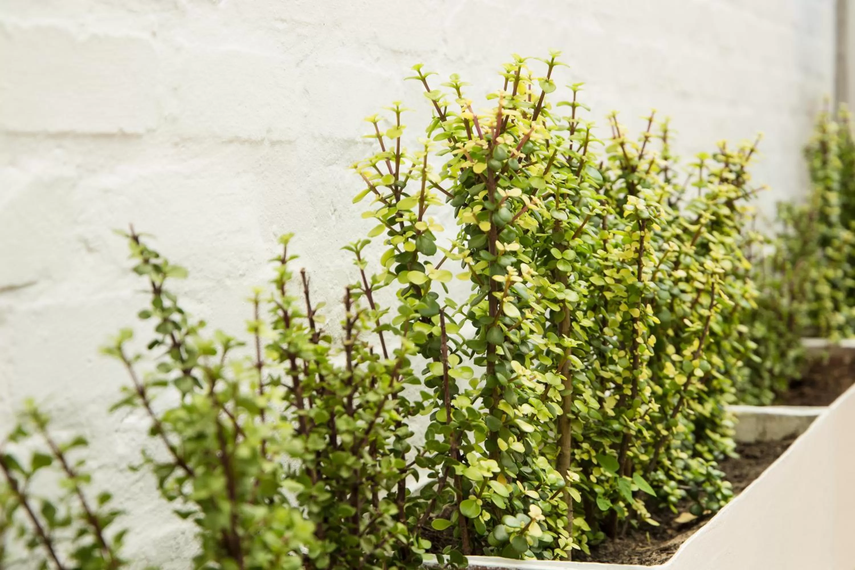 Decorative detail in Raw Karoo Guest House