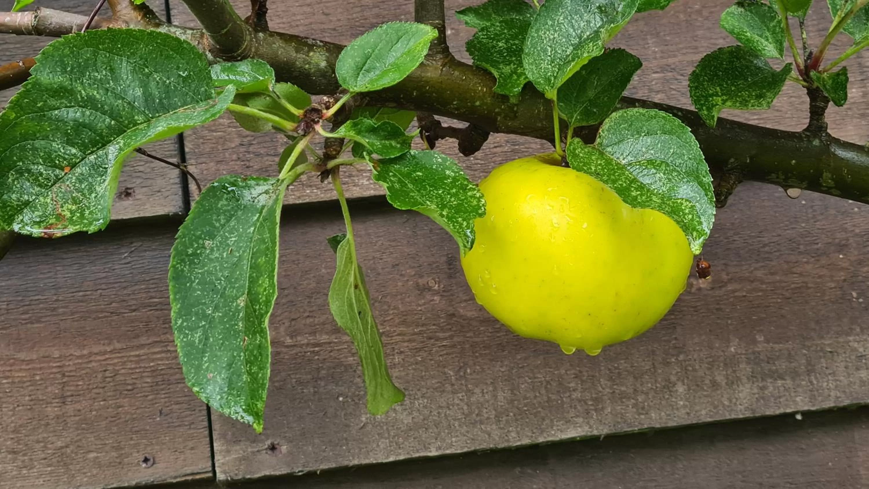 Garden in lesroses1680