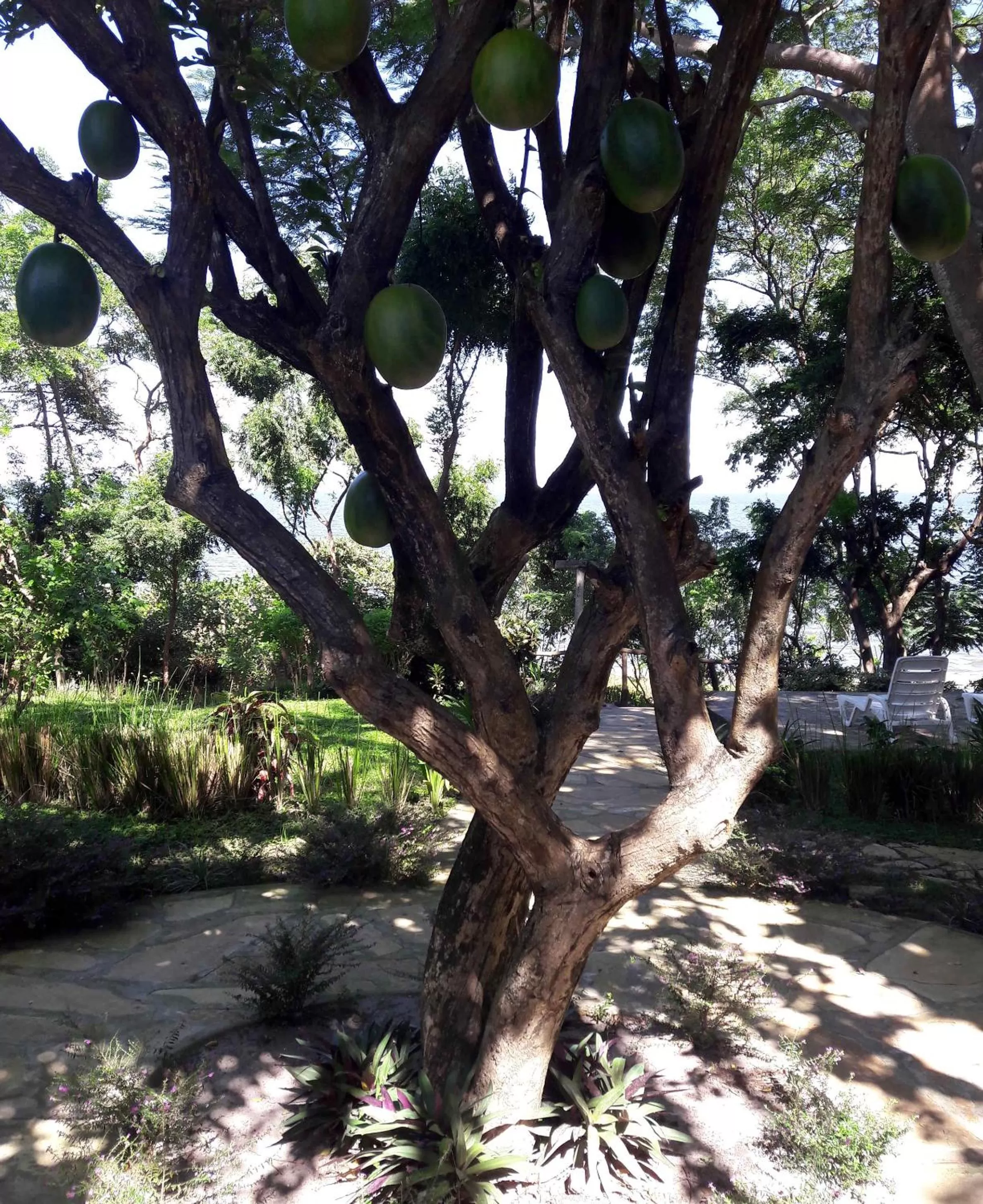 Garden in Xalli Beach Hotel