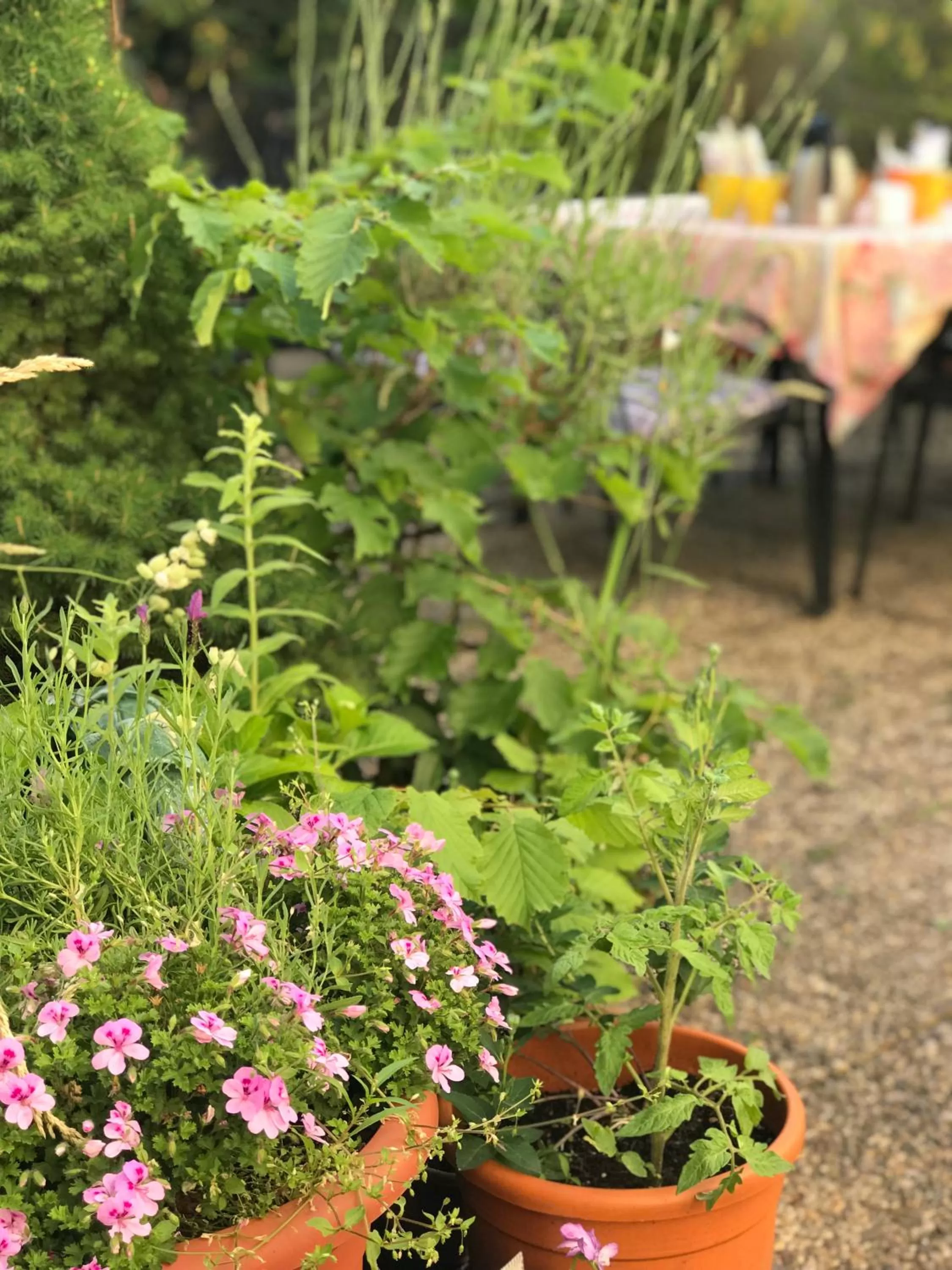 Garden view in Hotel Cascade Superior