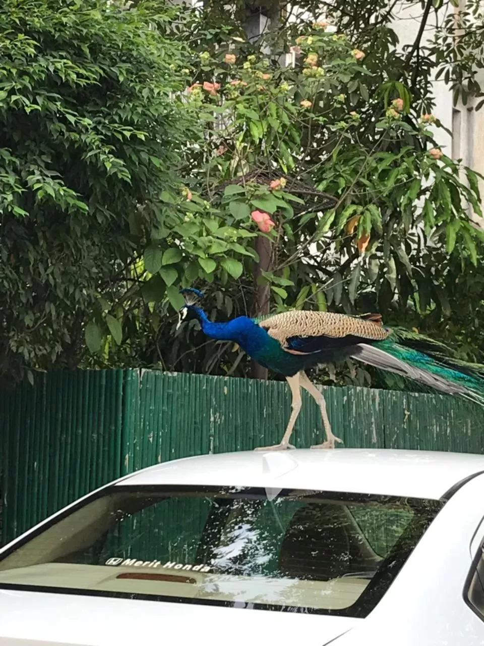 Animals, Swimming Pool in Homestay Chateau 39