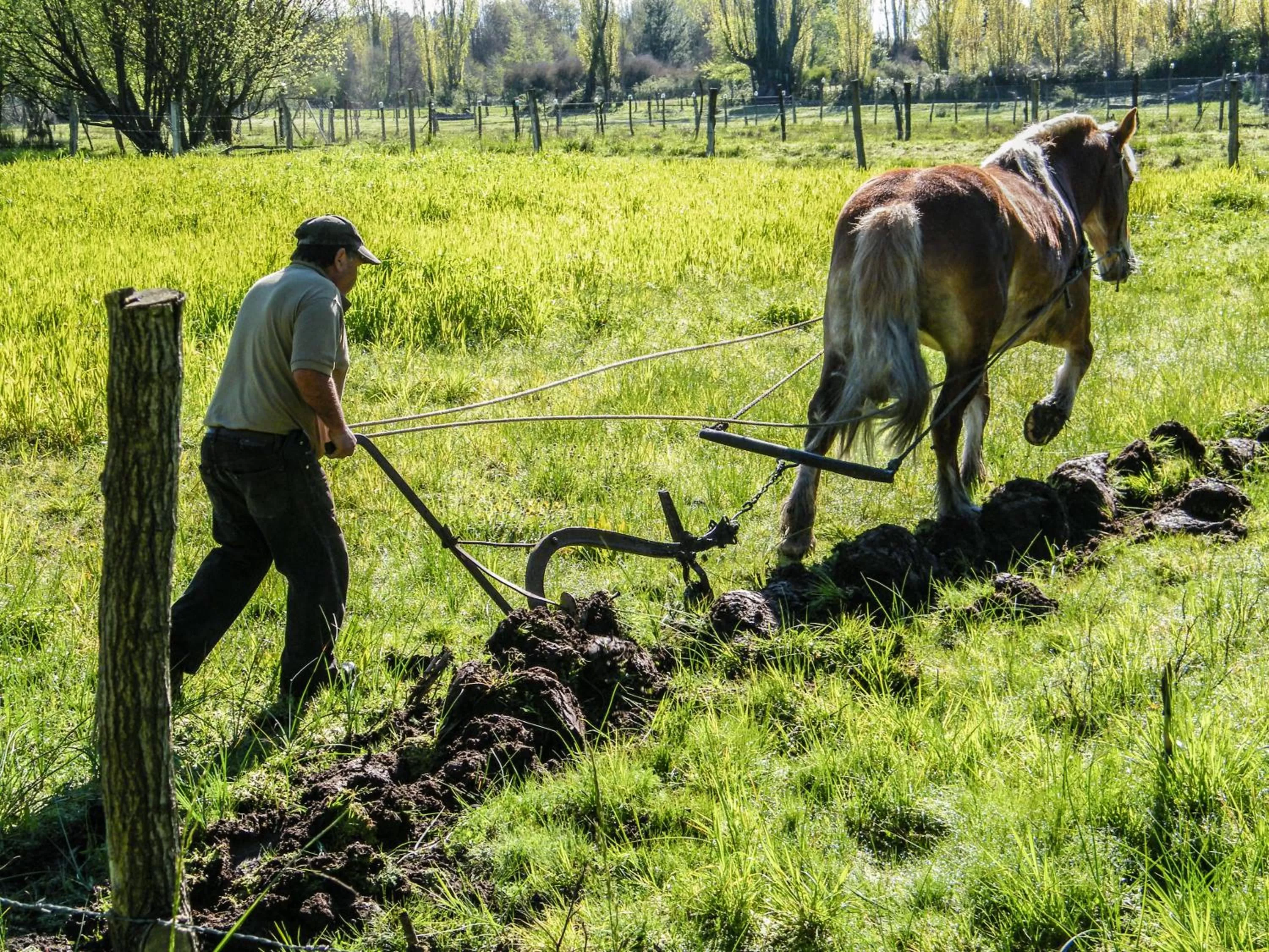 Coyunche Cabañas y Camping Laja & San Rosendo