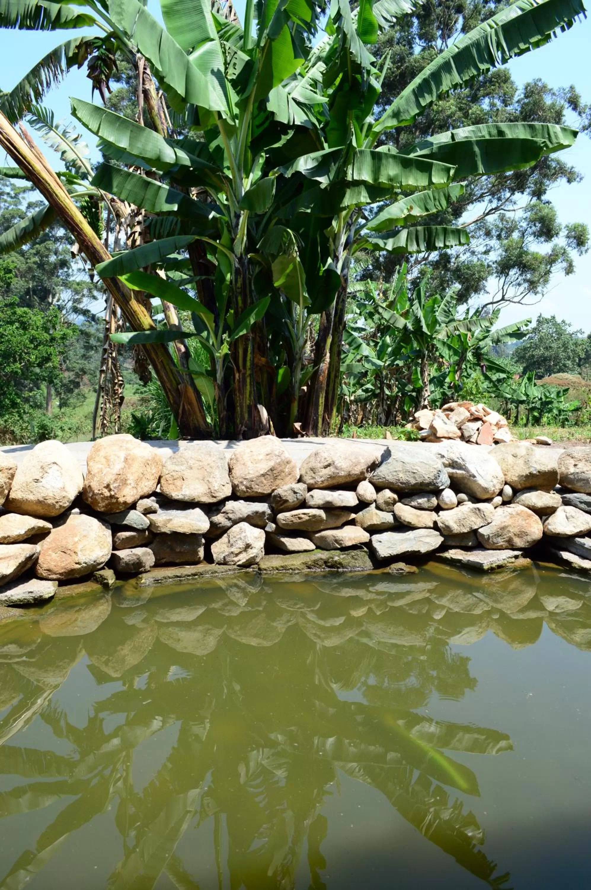 Garden in Koi Koi, Fort Portal