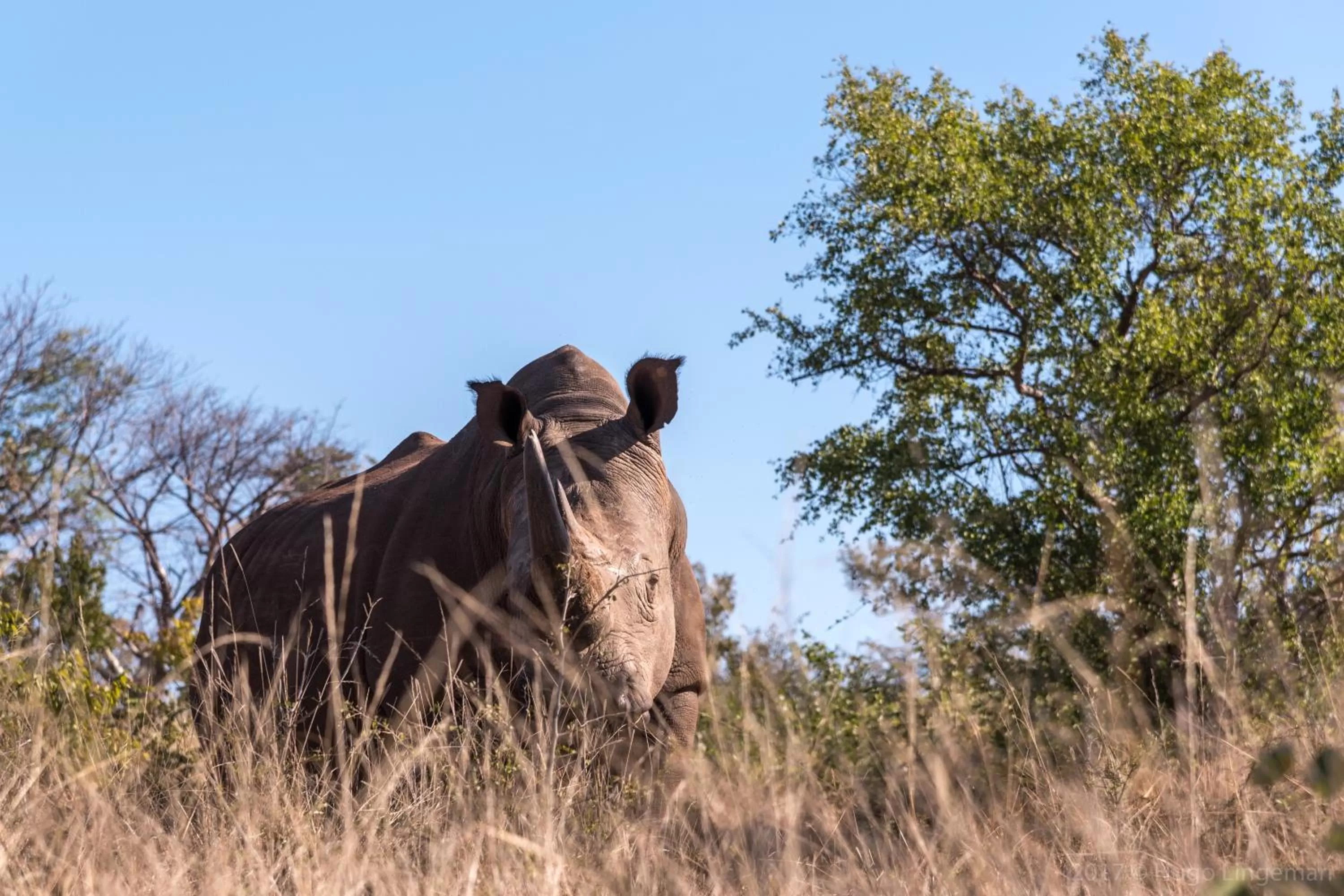 Nearby landmark in Okavango Lodge