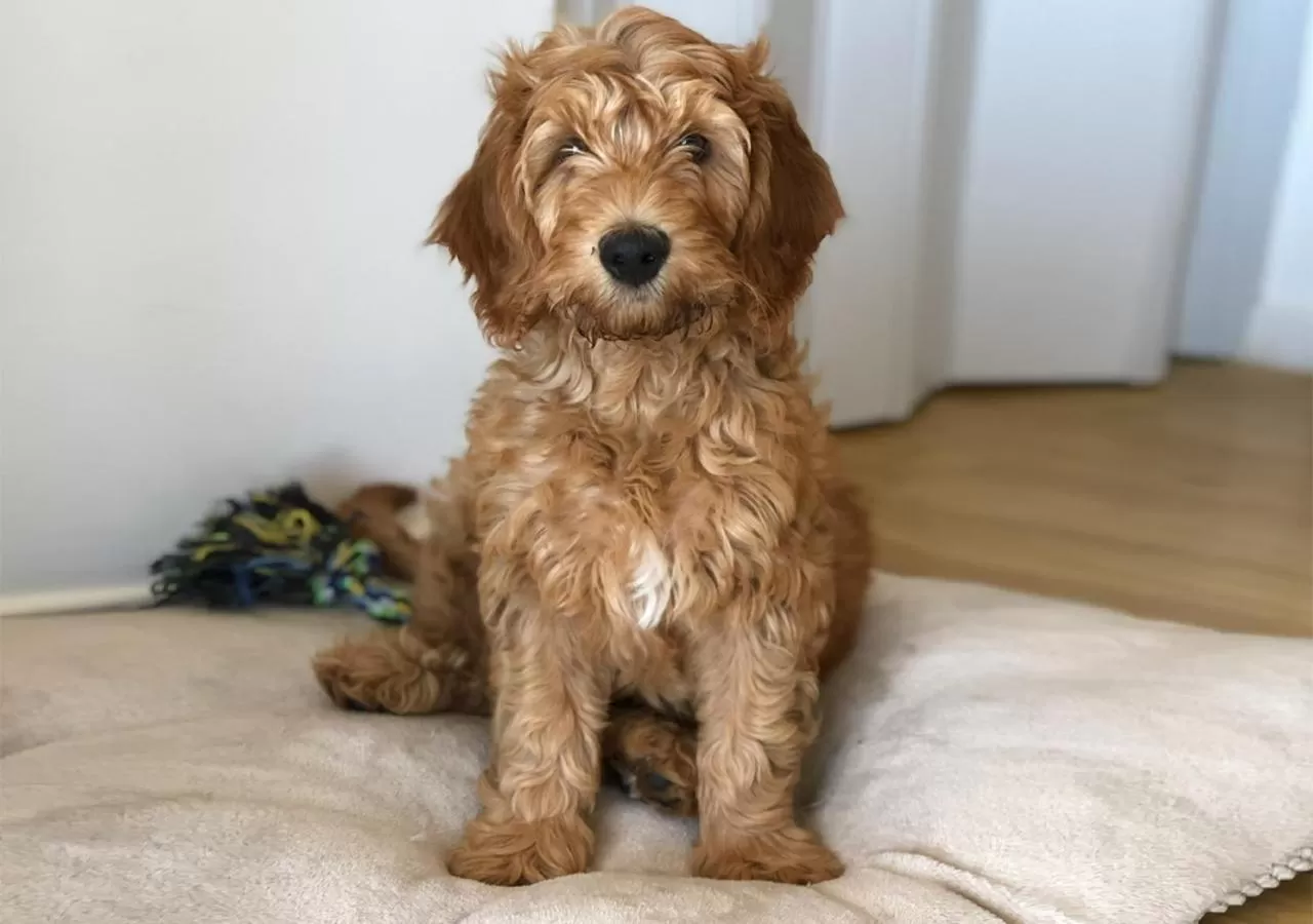 Pets in Pleno Palermo Soho