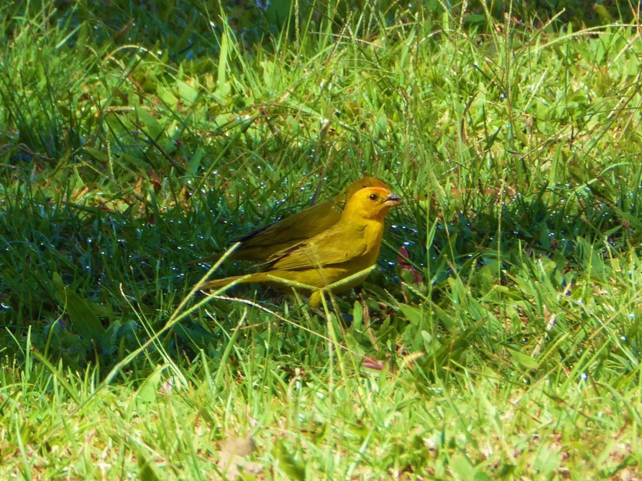 Garden, Other Animals in Finca El Cielo