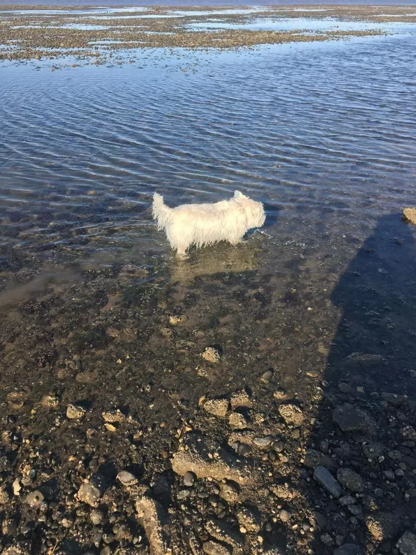 Pets in Jacquie's B&B -Dumfries-Room with a view - hot tub