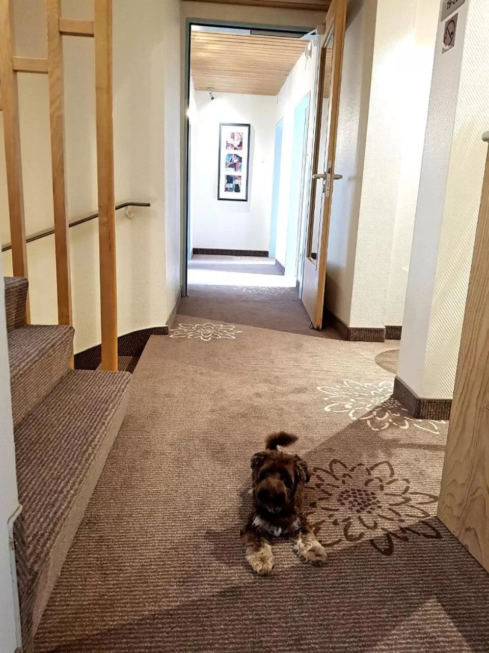 Pets in Hotel in den Herrnwiesen