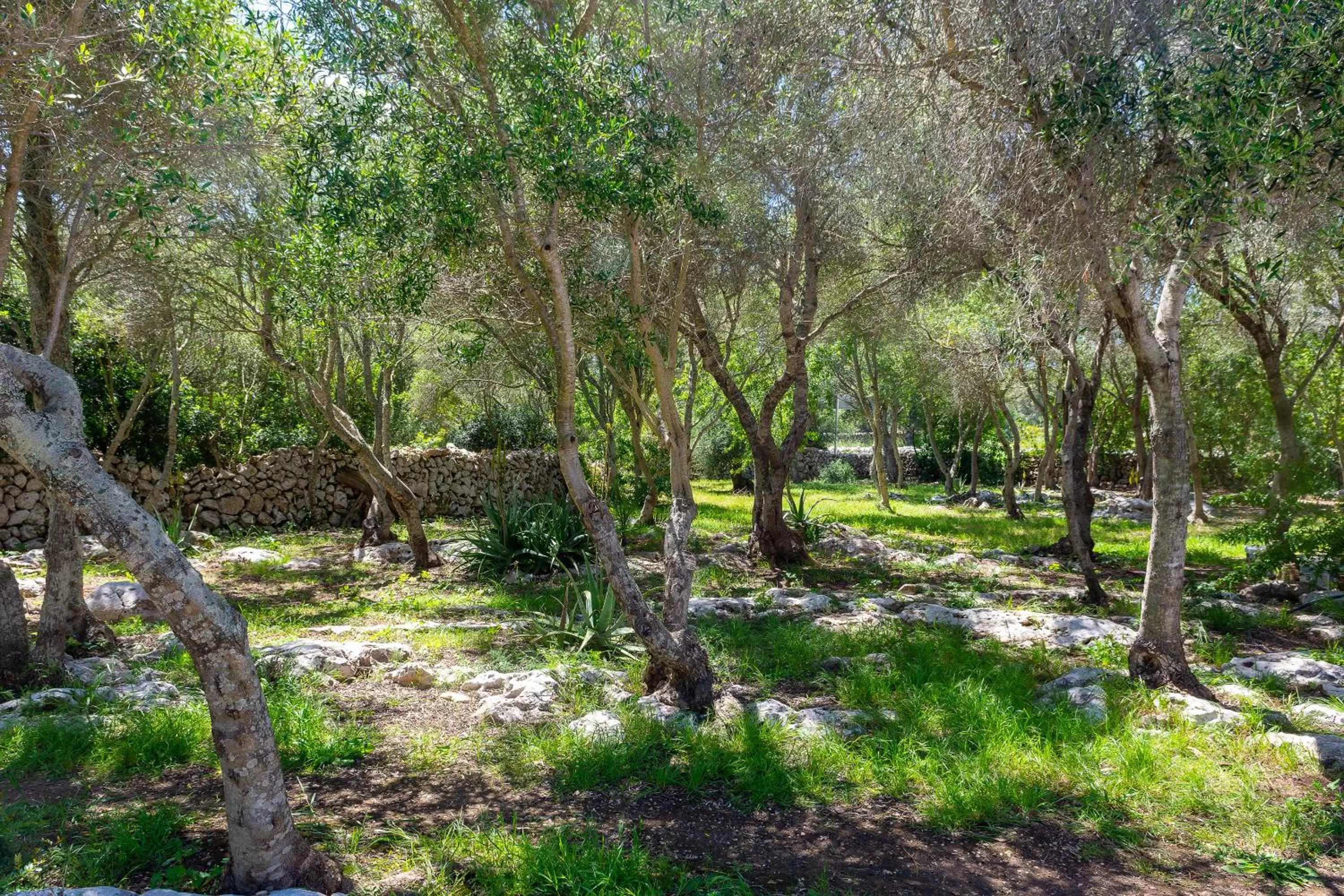 Garden in Agroturismo Binissafullet Vell