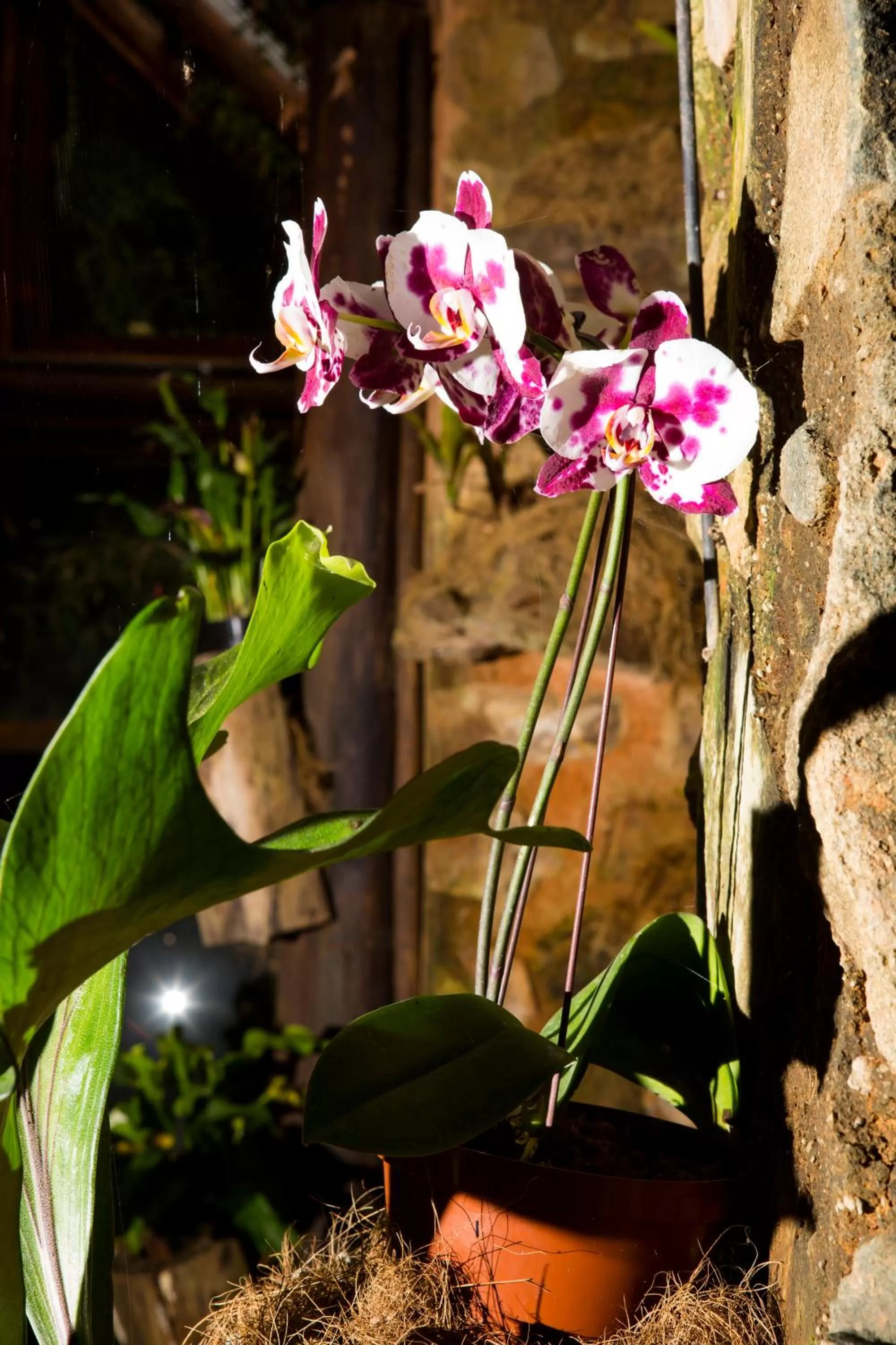 Garden in Misty Hills Country Hotel, Conference Centre & Spa
