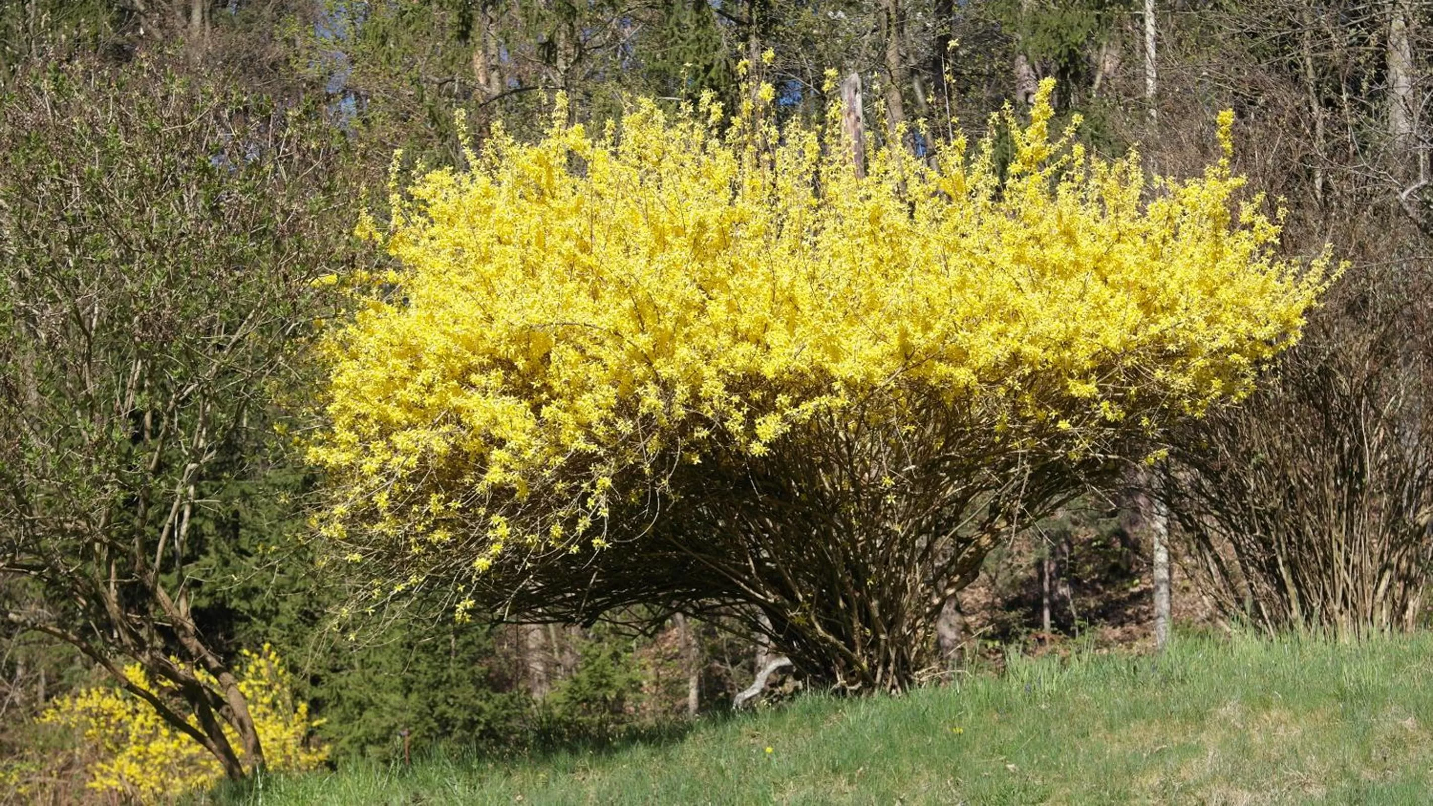Landhaus Waldfrieden