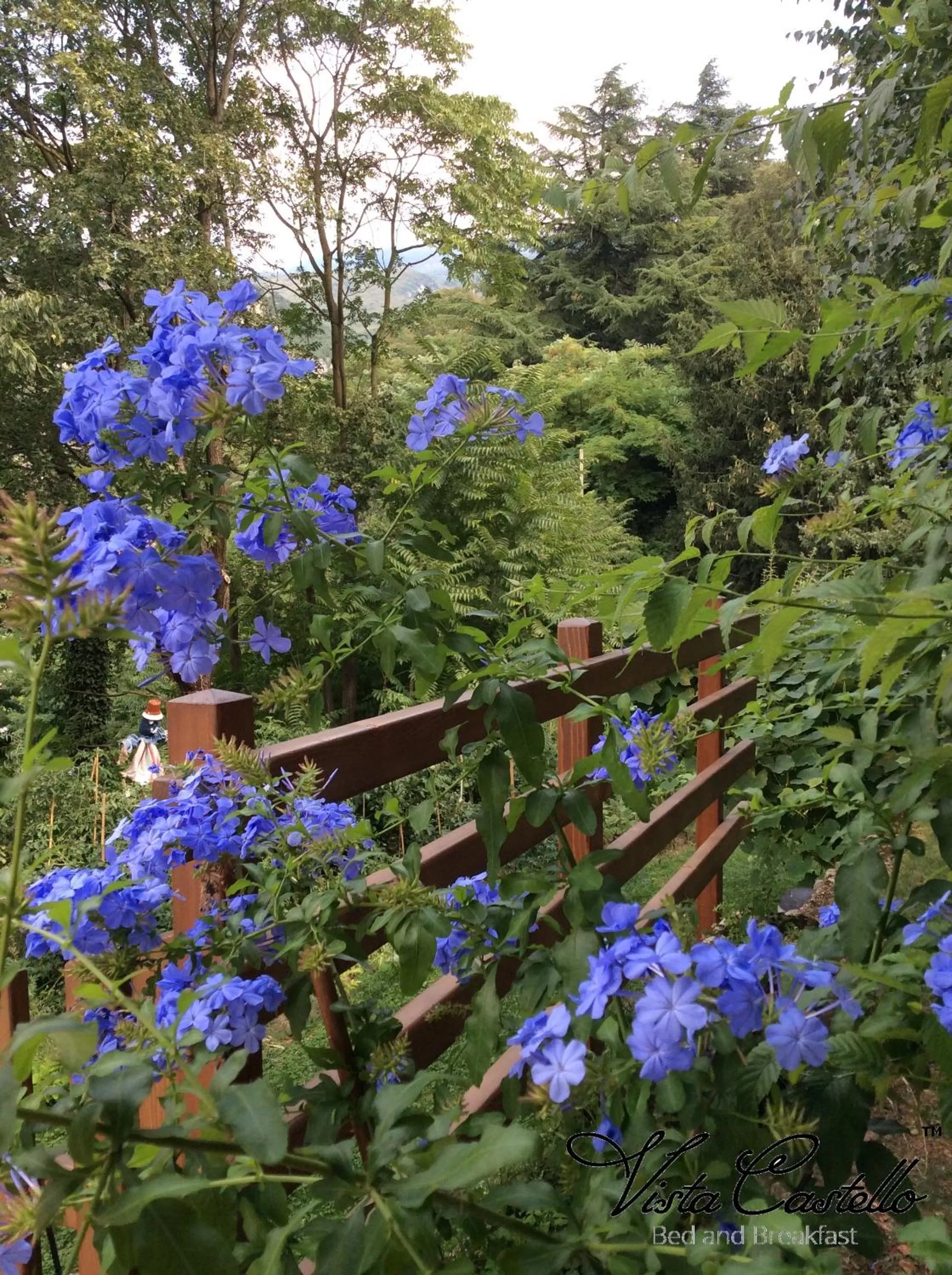 Summer in Vista Castello