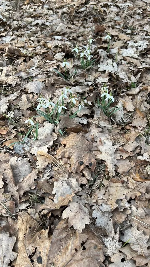 Leśna Residence & SPA