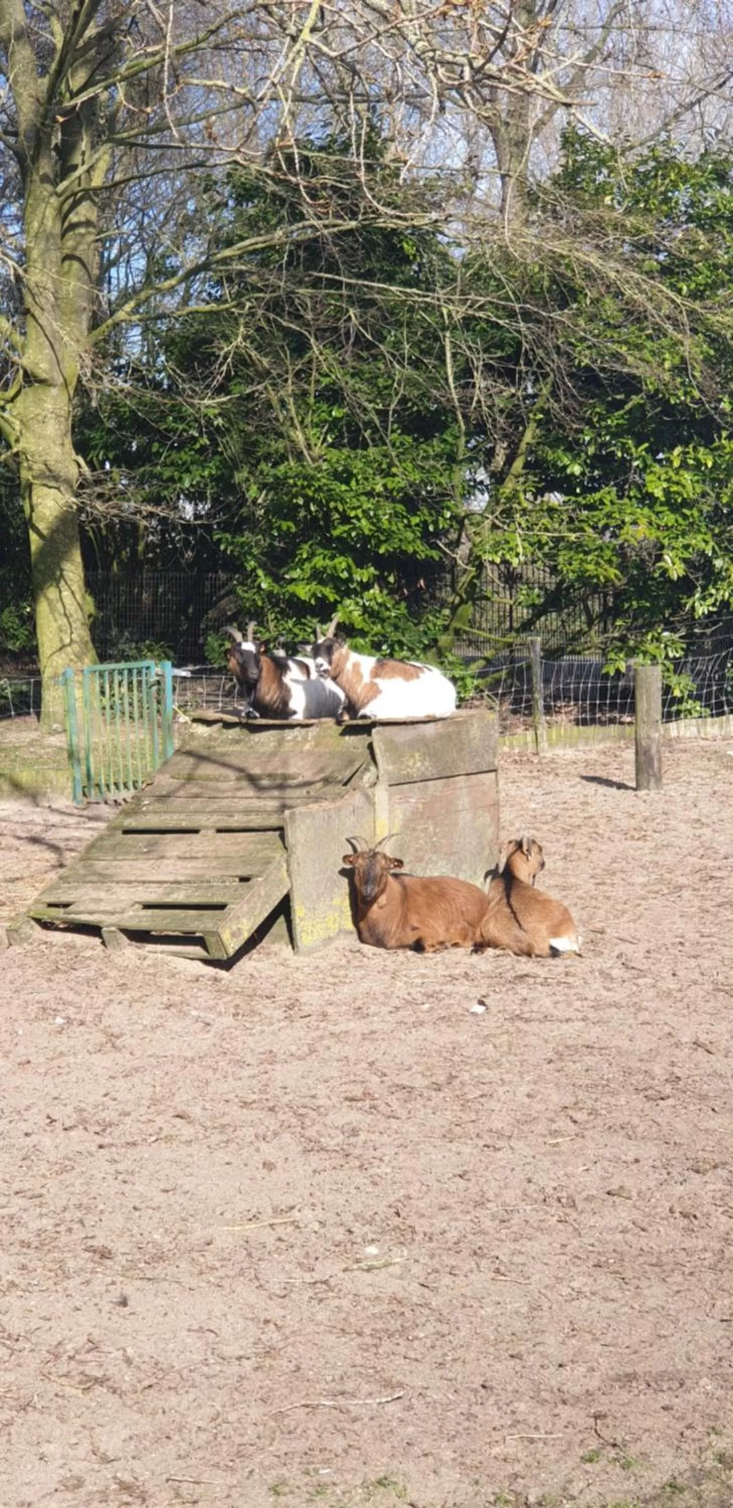 Animals, Beach in Hotel Landhuis 't Wilgenerf