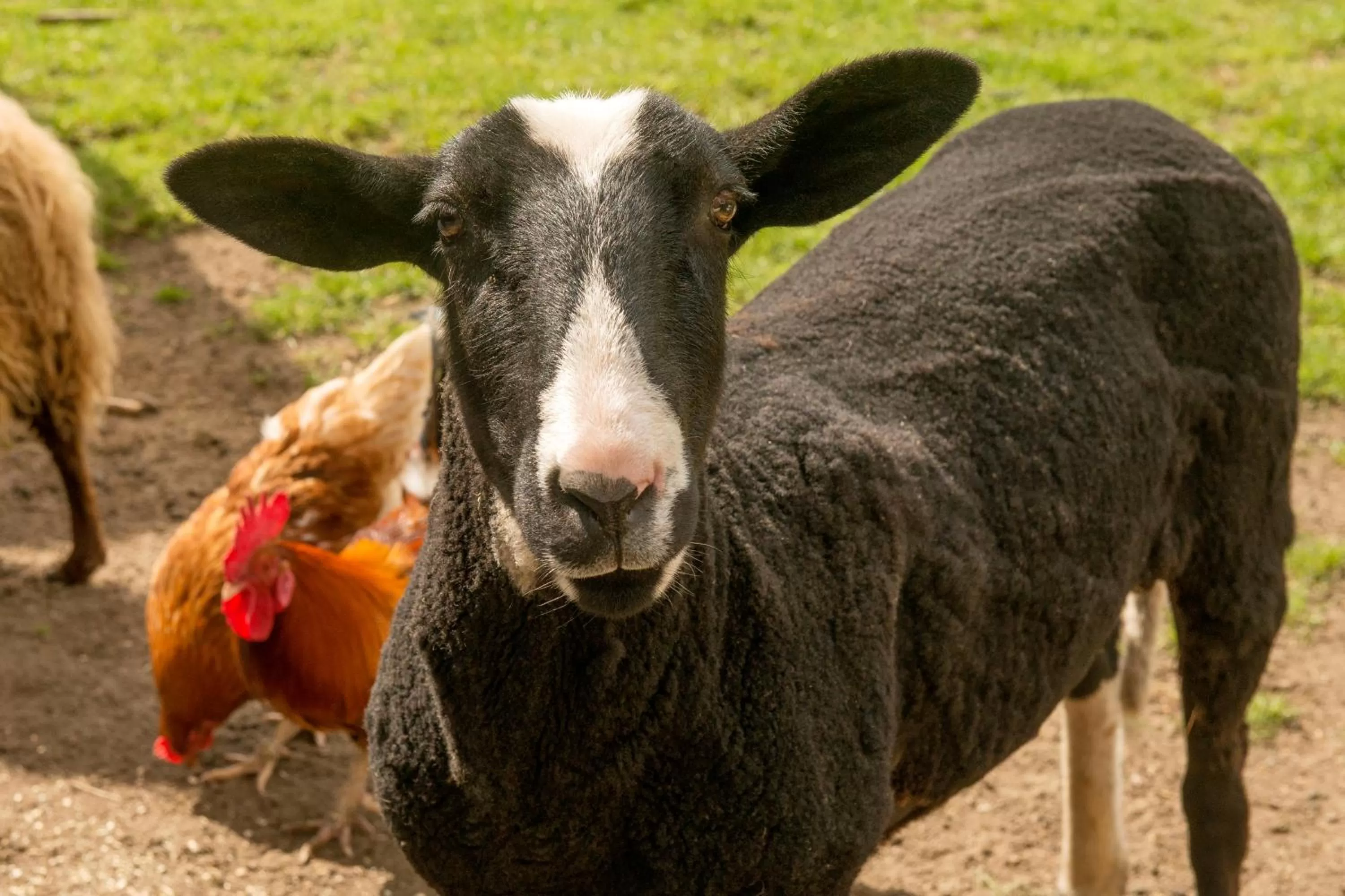 Animals in Landgasthof Kasch - Hotel und Restaurant