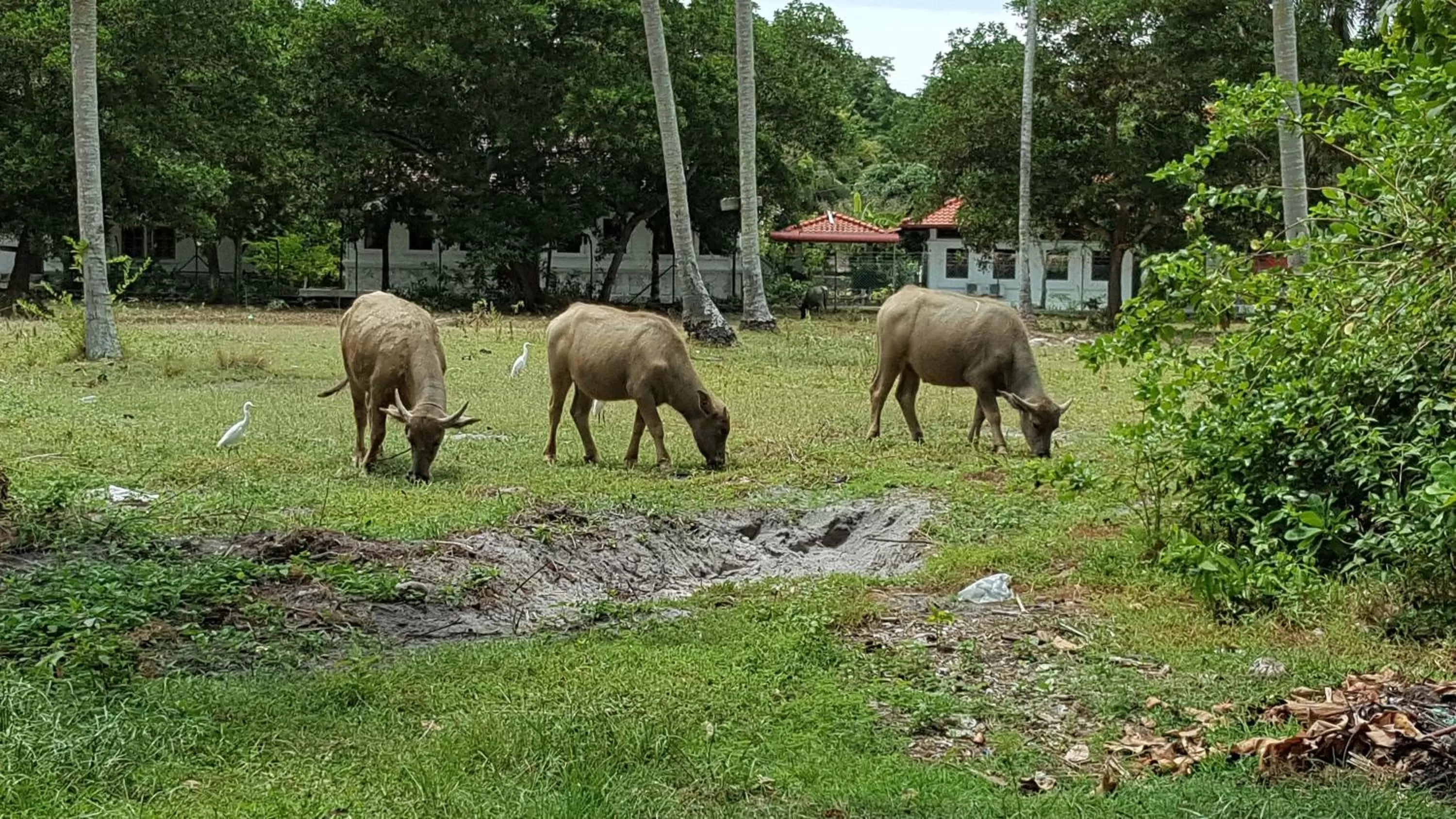 the coconut langkawi