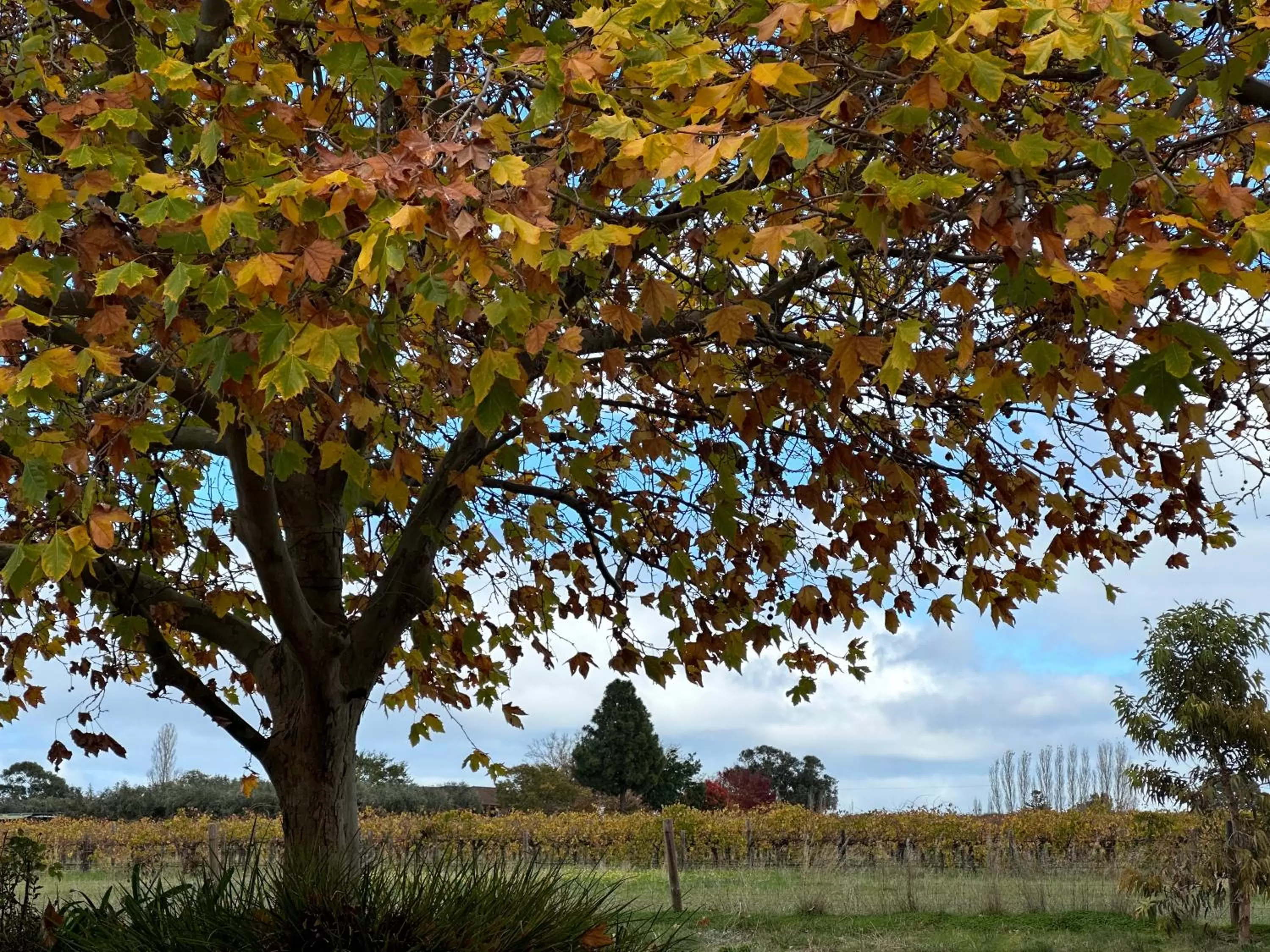 Garden view in Wine and Roses Bed and Breakfast