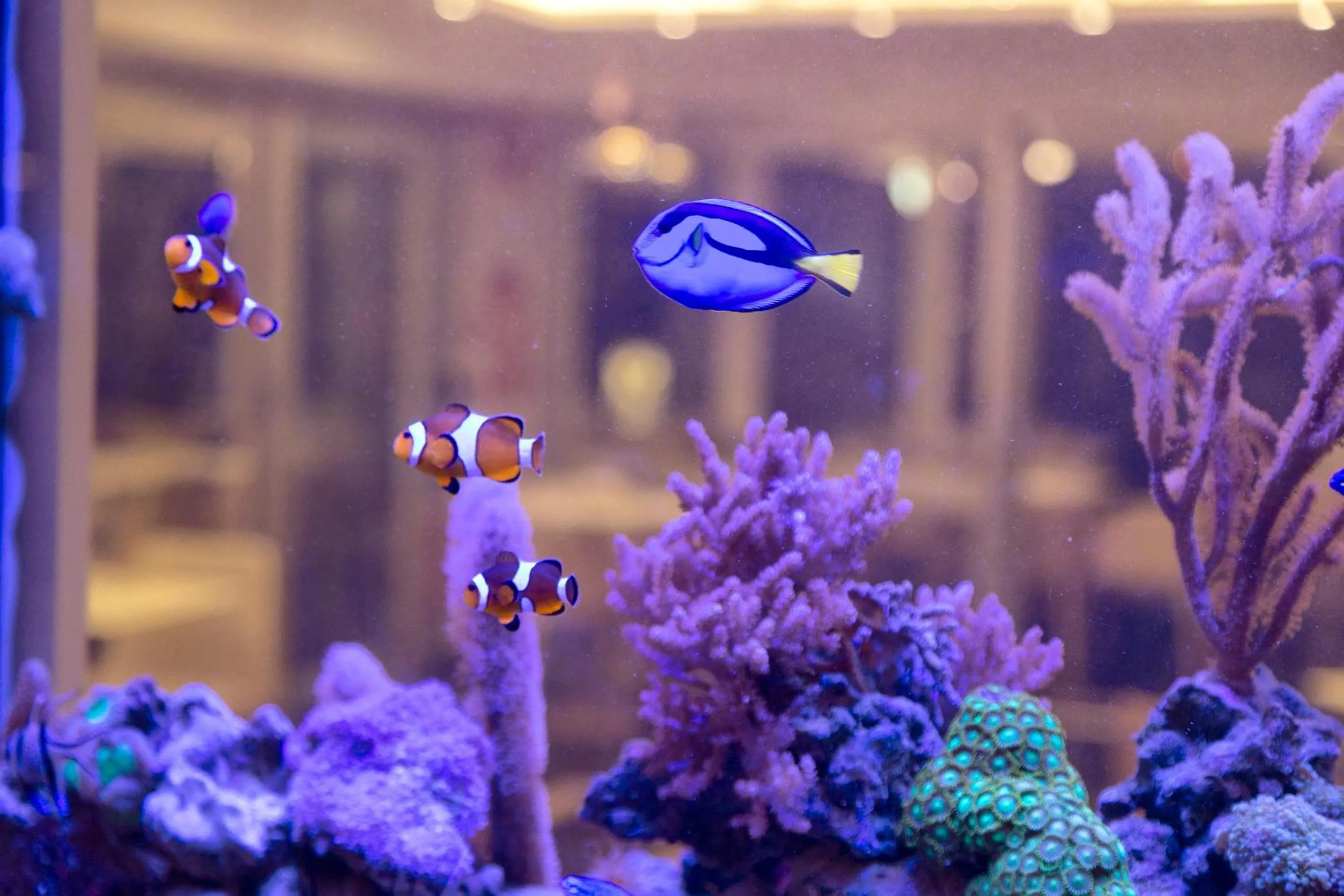 Decorative detail in Hotel Feldberg