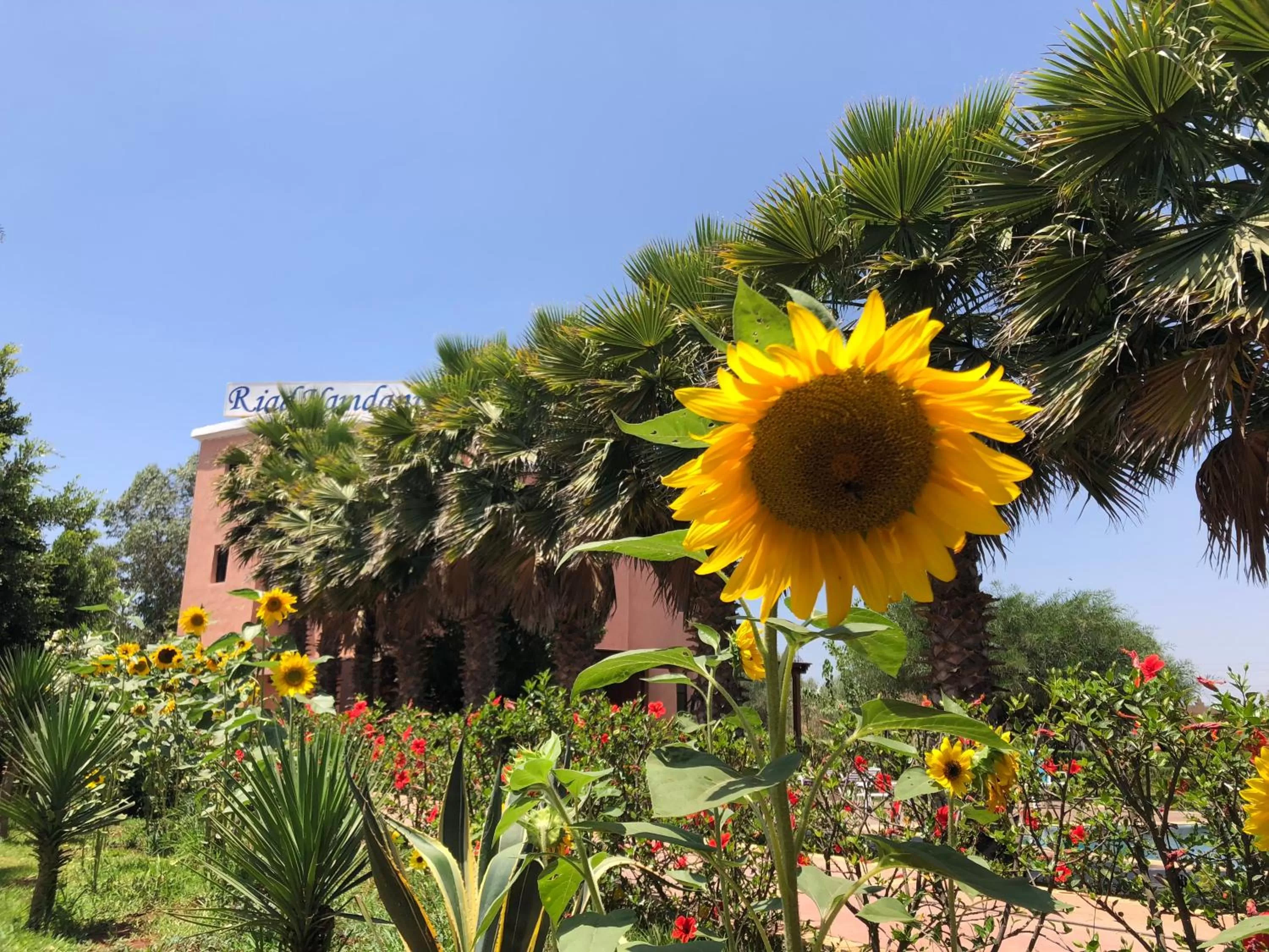 Garden in Riad Hamdani