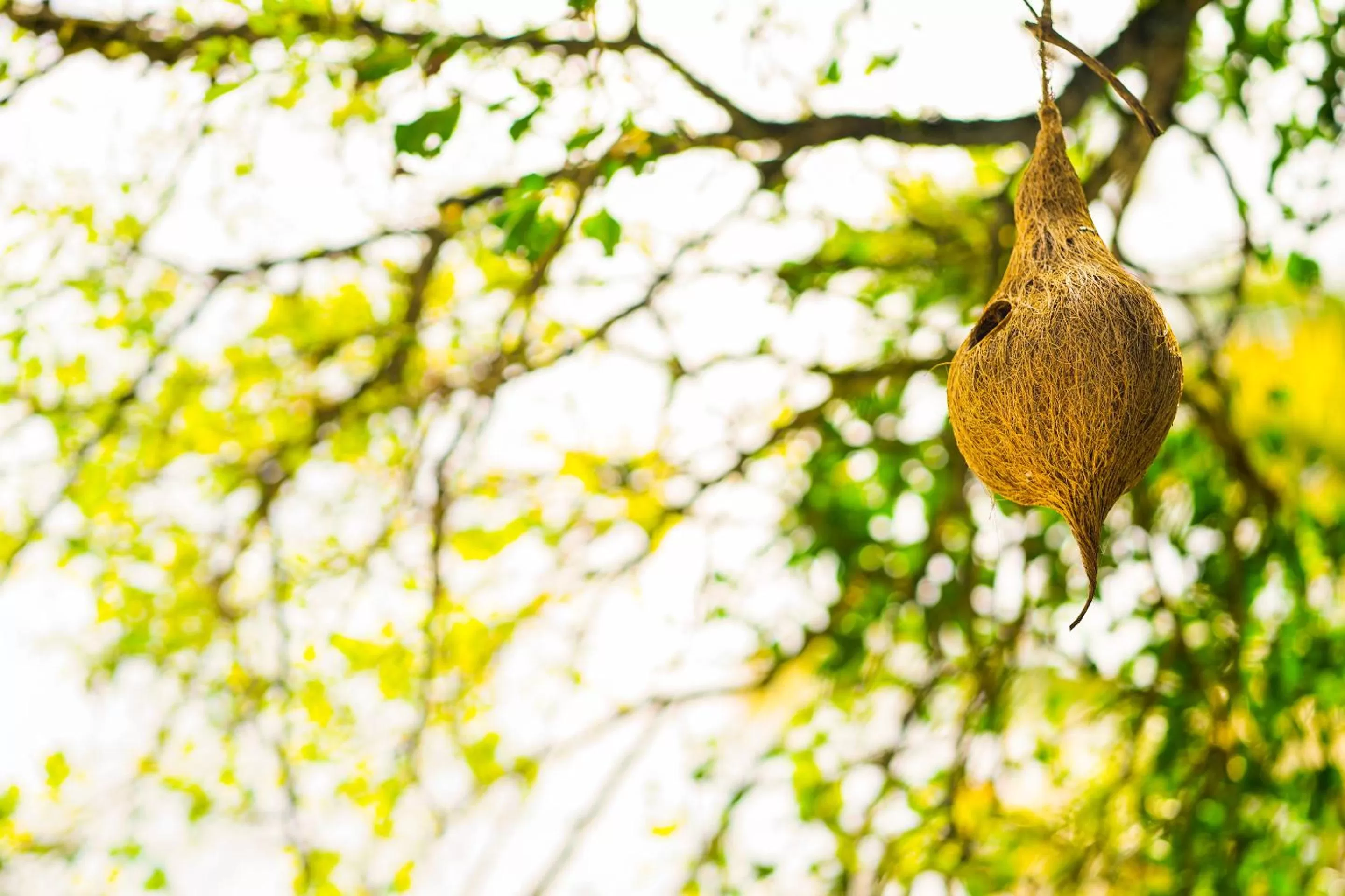 Other, Other Animals in Munnar Blue Mist