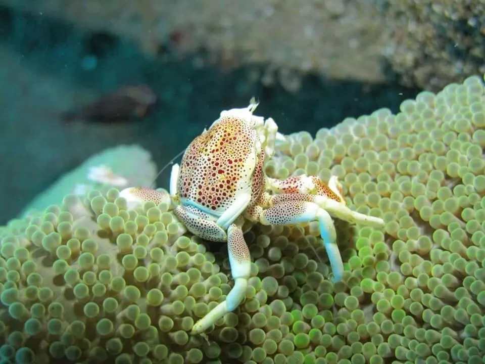 AivyMaes Divers Resort