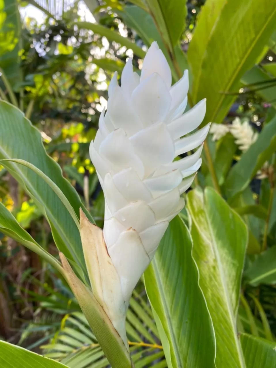 Villa Cajou (Chambre d'hôtes chez l'habitant)