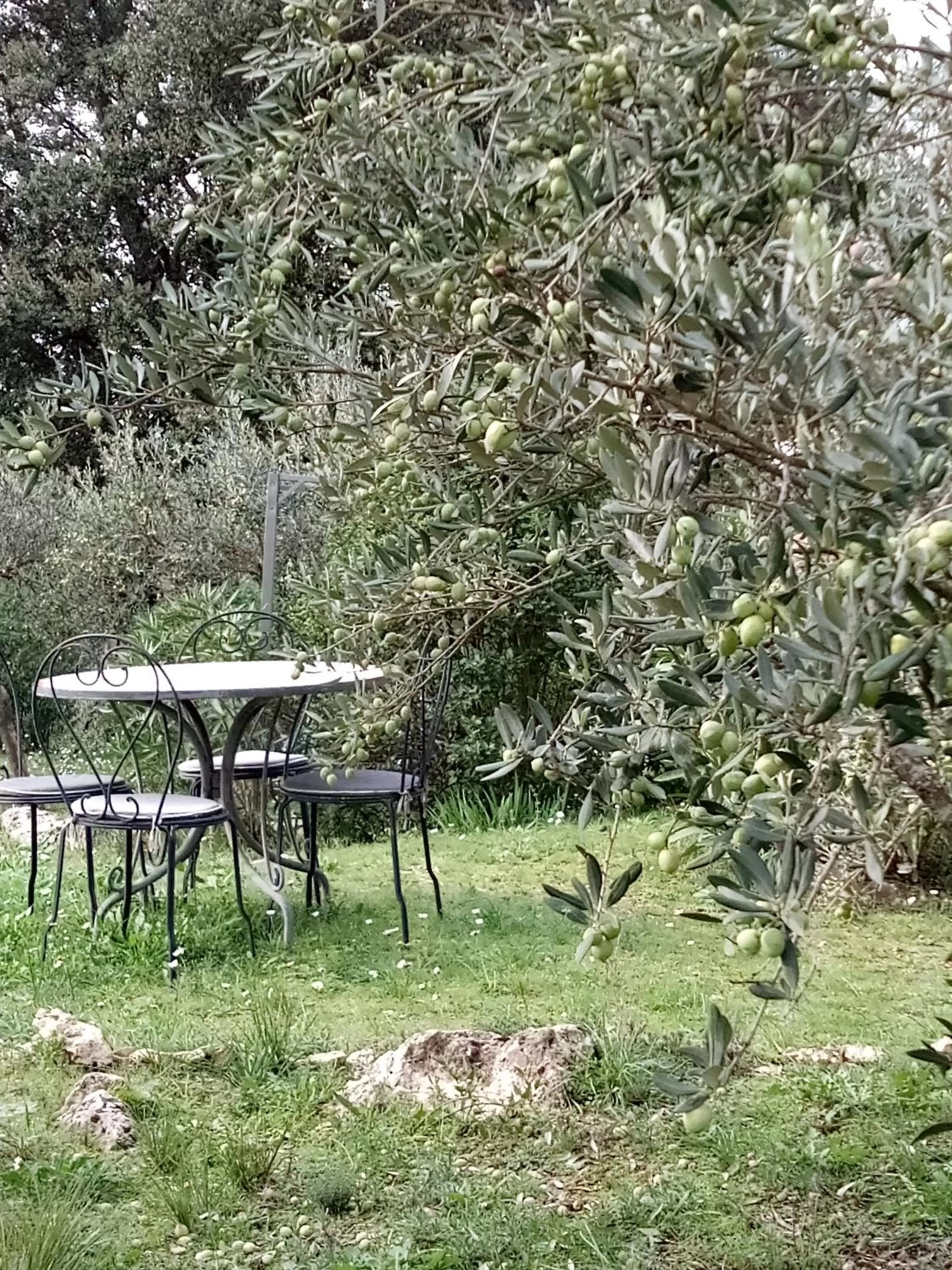 Garden in Le Petit Paradis - La Provençale