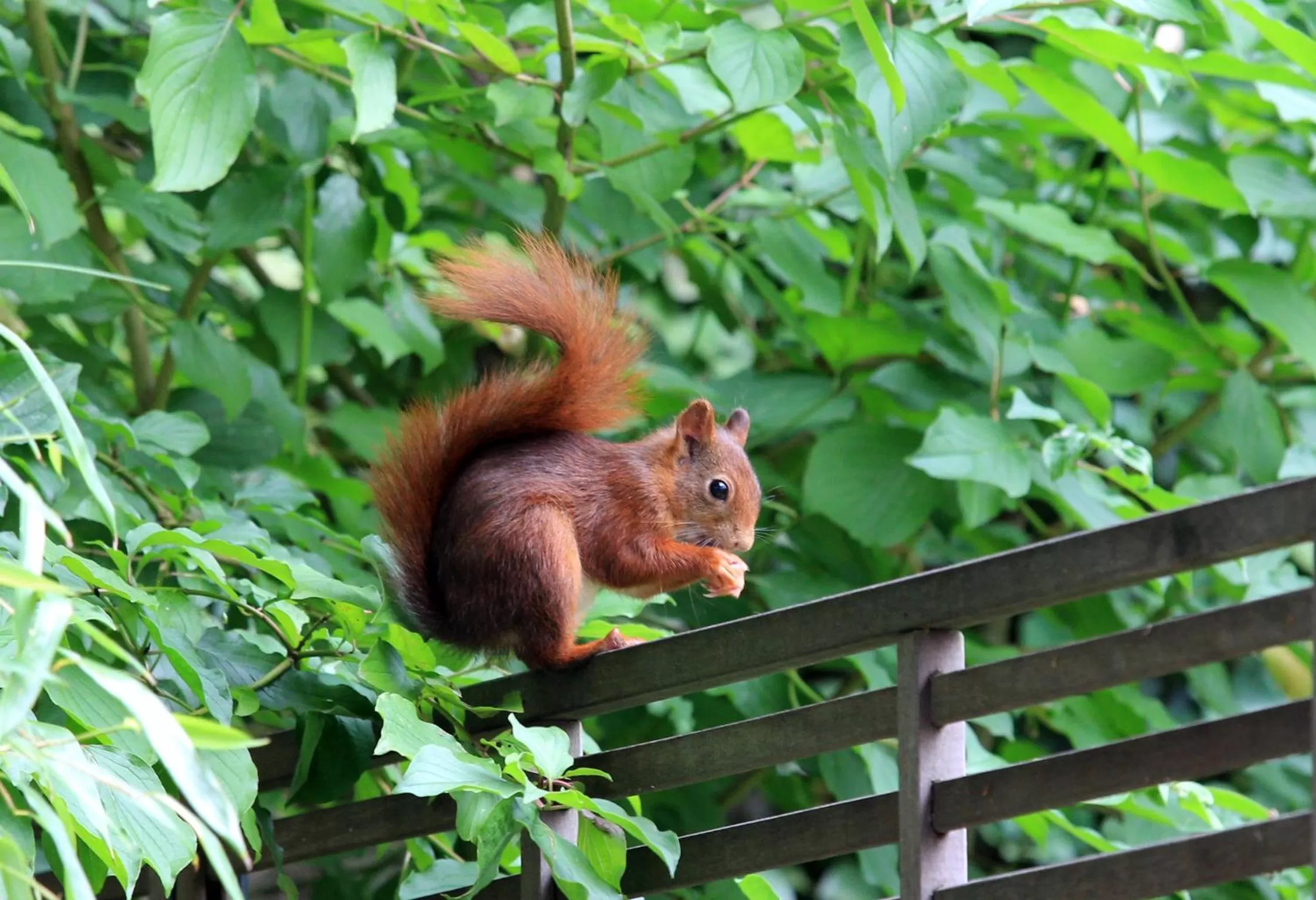 Garden in Hotel Birsighof Basel City Center