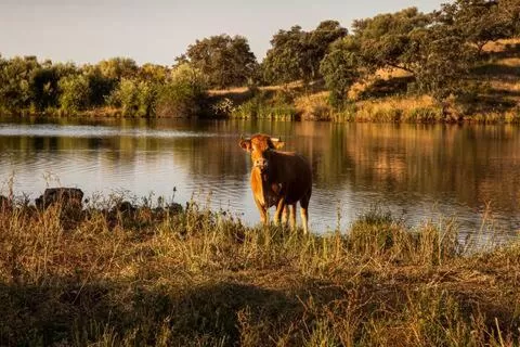 Natural landscape, Other Animals in Alojamiento Rural Finca Barral