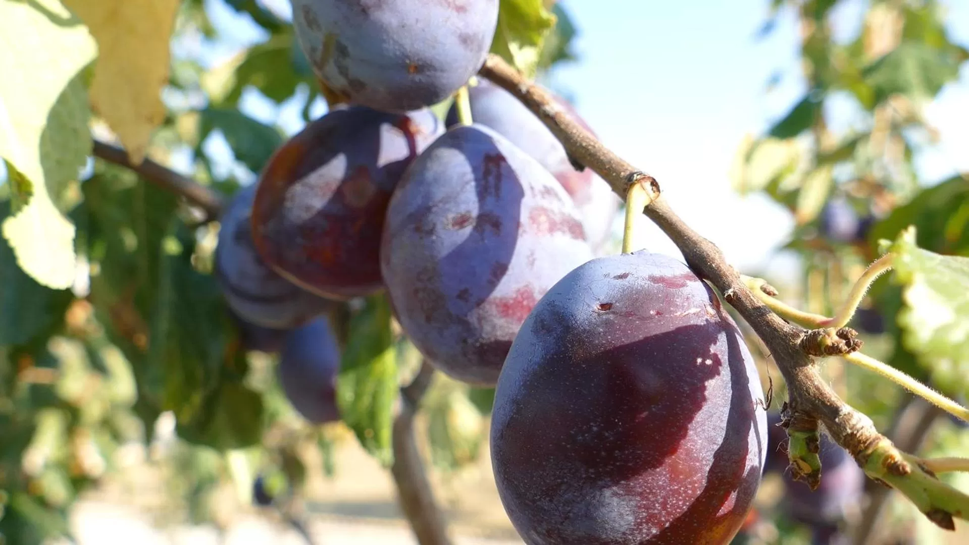 Residence Colle Veroni