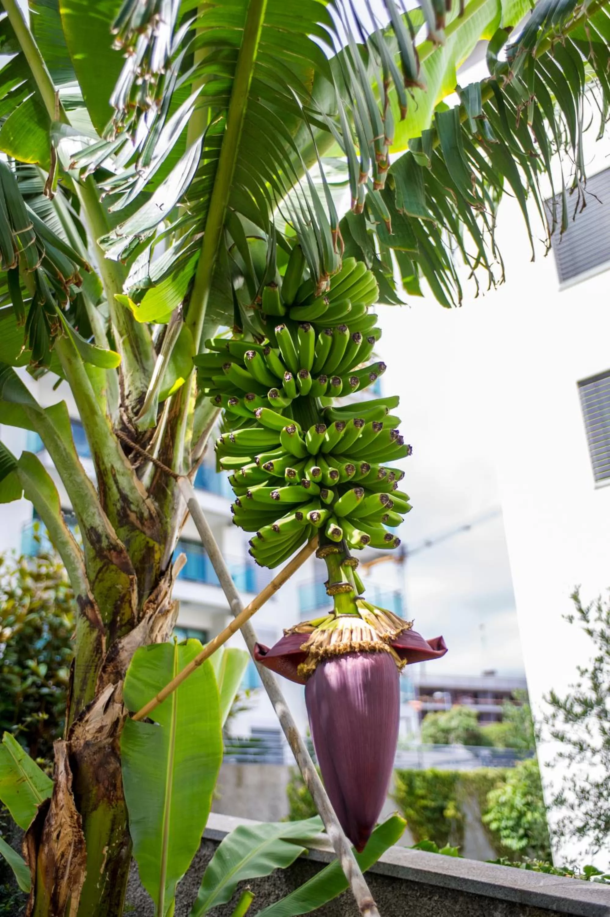 Garden in Dorisol Estrelicia Hotel