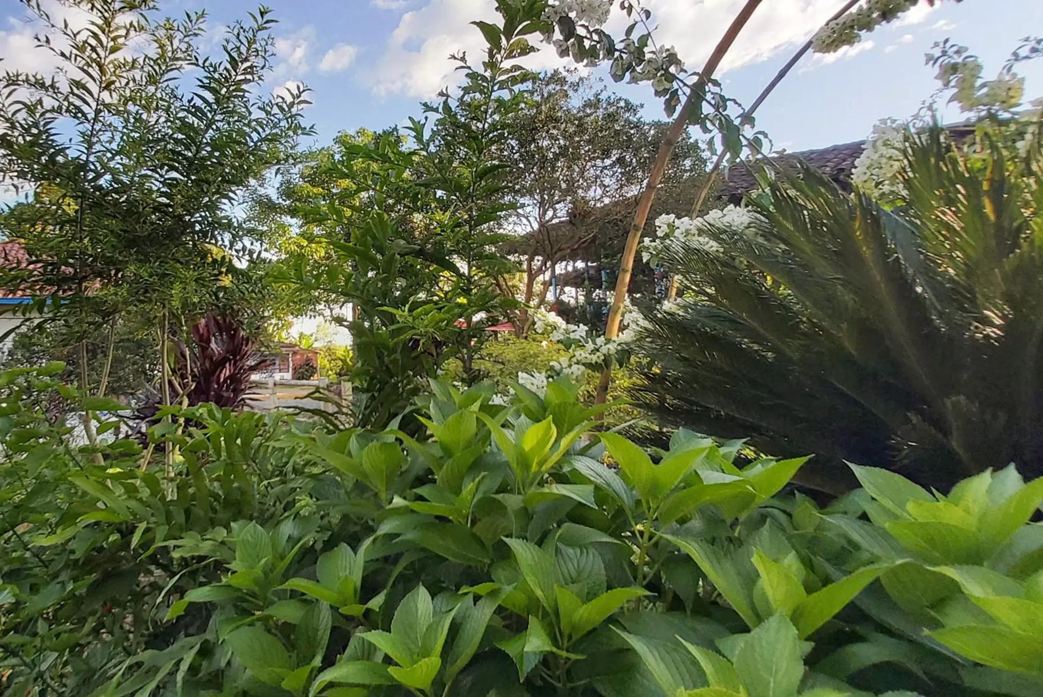 Natural landscape, Garden in Balsora Hotel Boutique