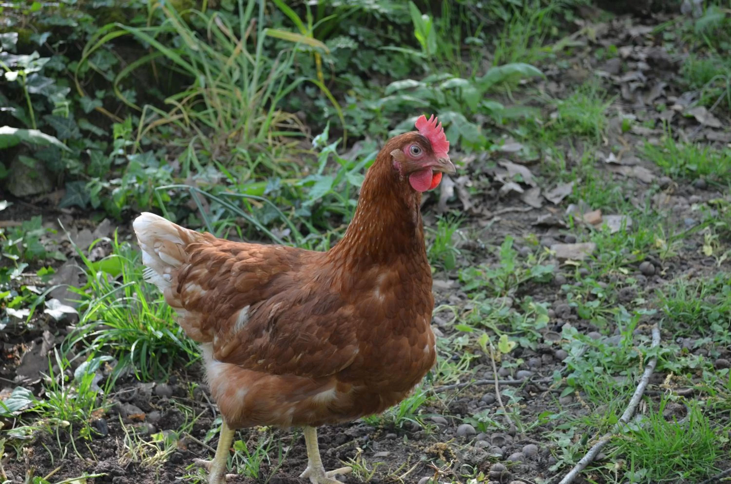 Animals in L'ESCALE DES 2 EAUX