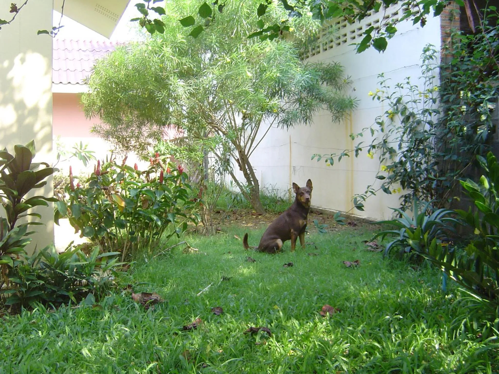 Pets in Mini-golf **** & Resort Ubon Ratchathani