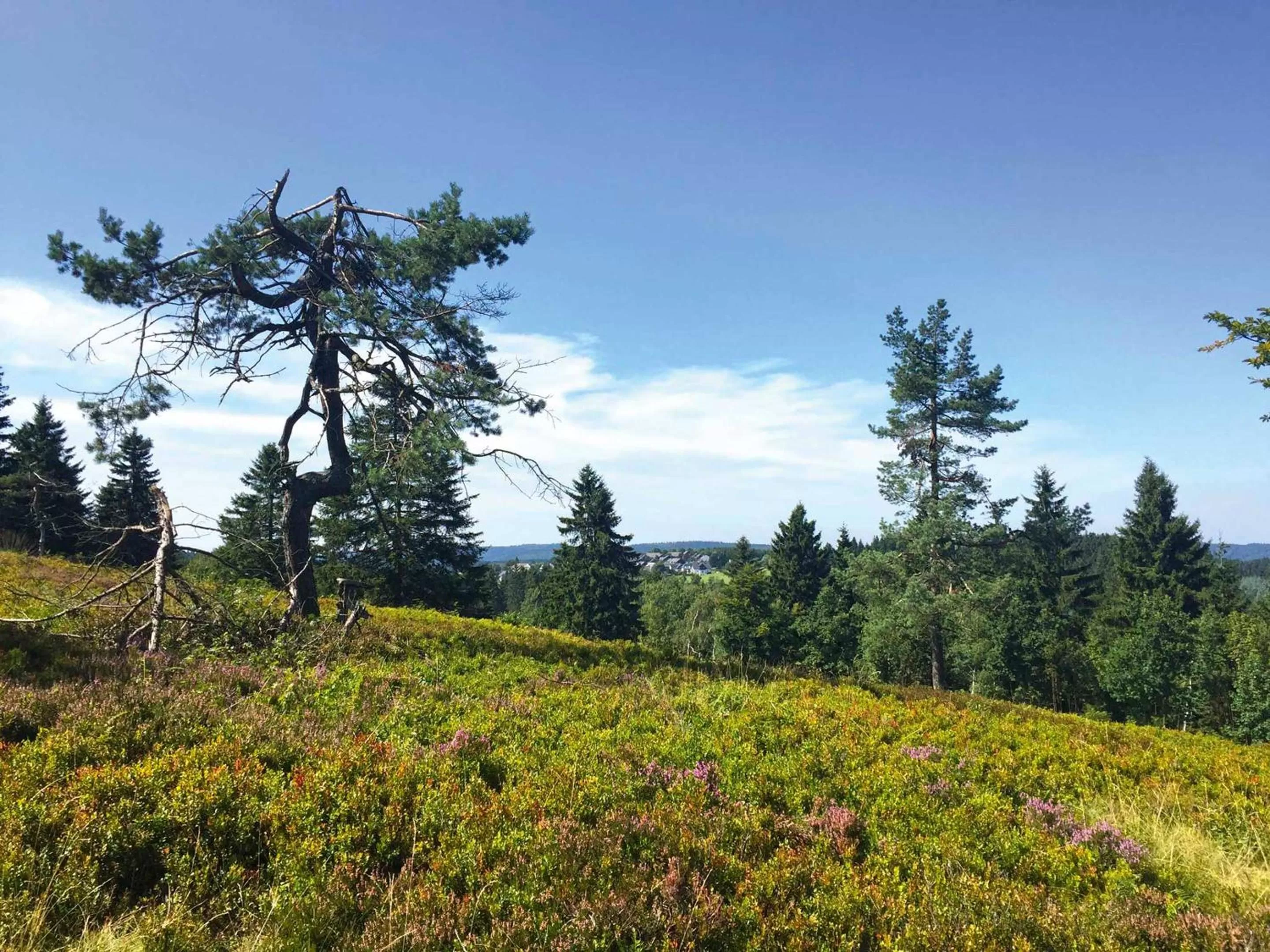 Natural landscape in Der schöne Asten - Resort Winterberg