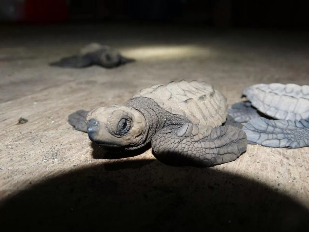 Activities, Other Animals in Posada Turística Rocas De Cabo Marzo