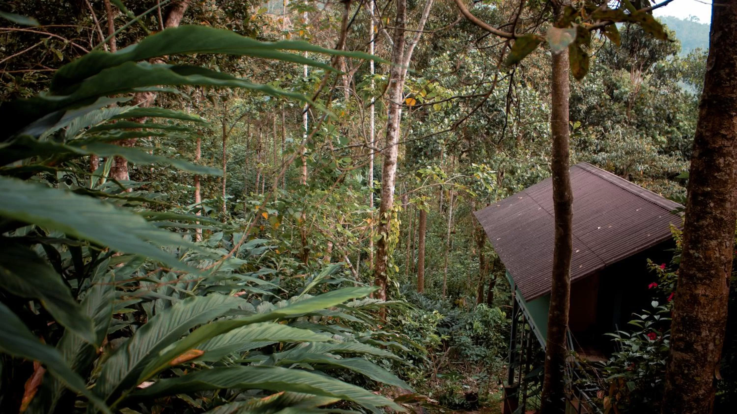 Property building in Edens Munnar