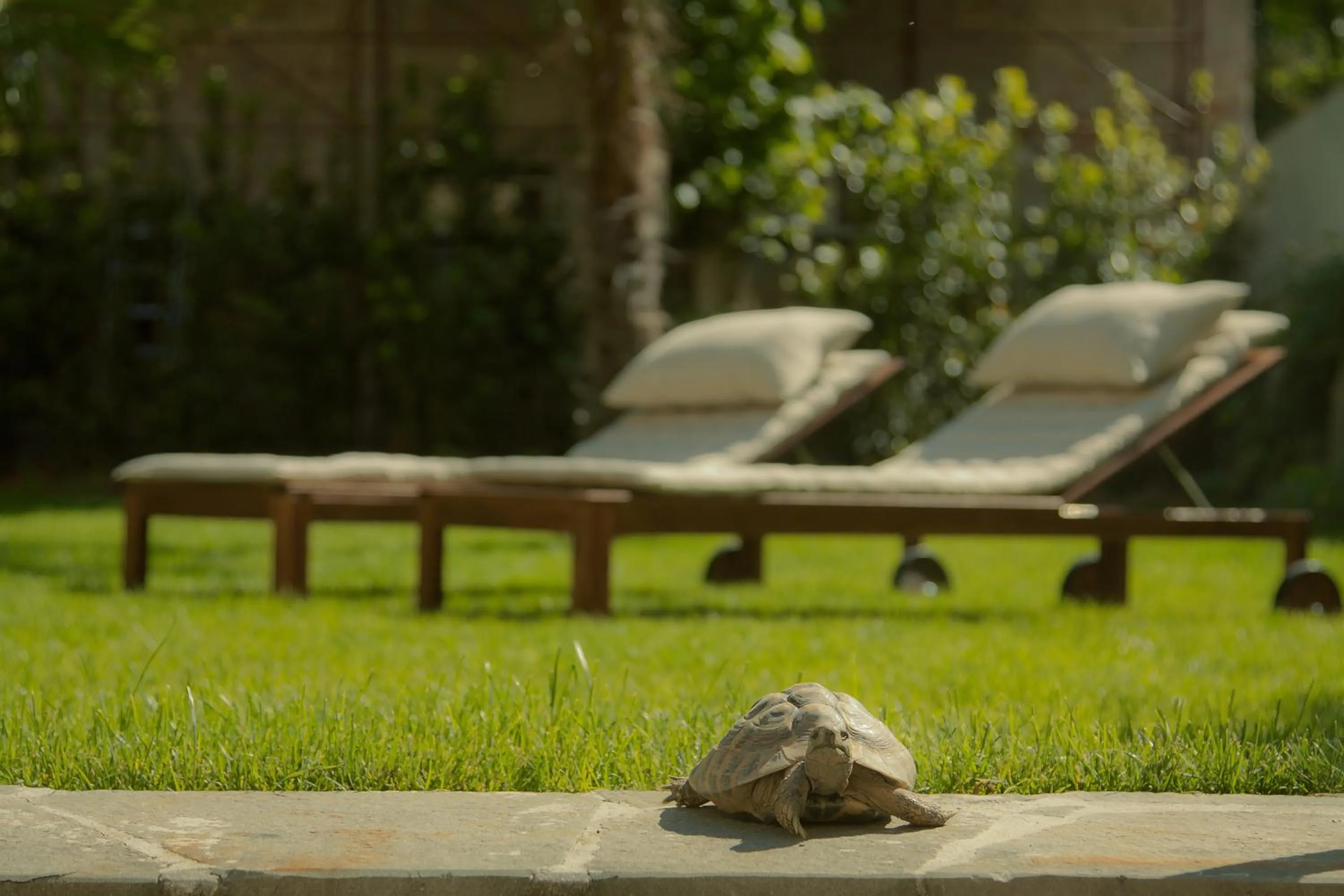 Garden in Relais La Corte di Cloris
