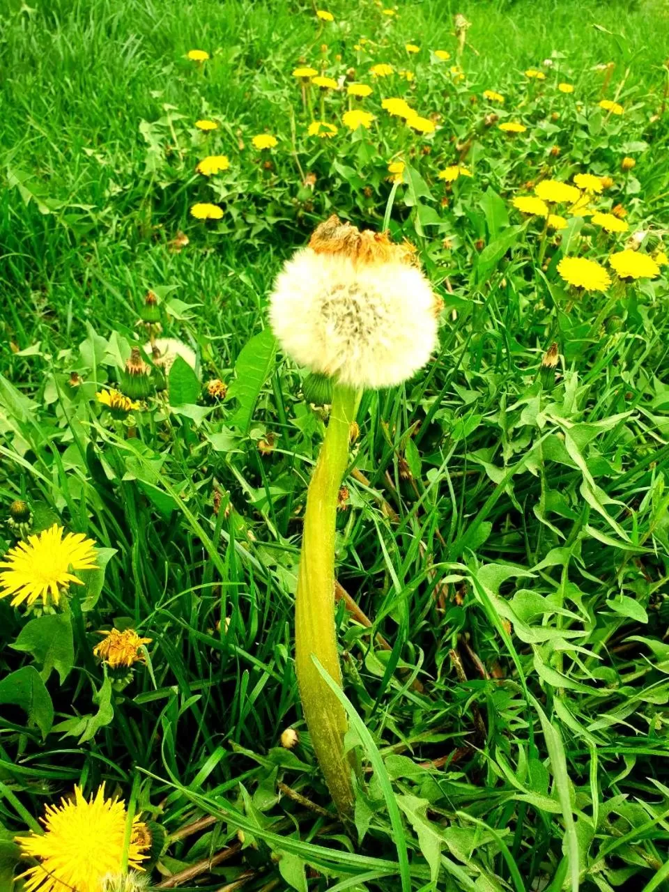 Other Animals in HOTEL-129