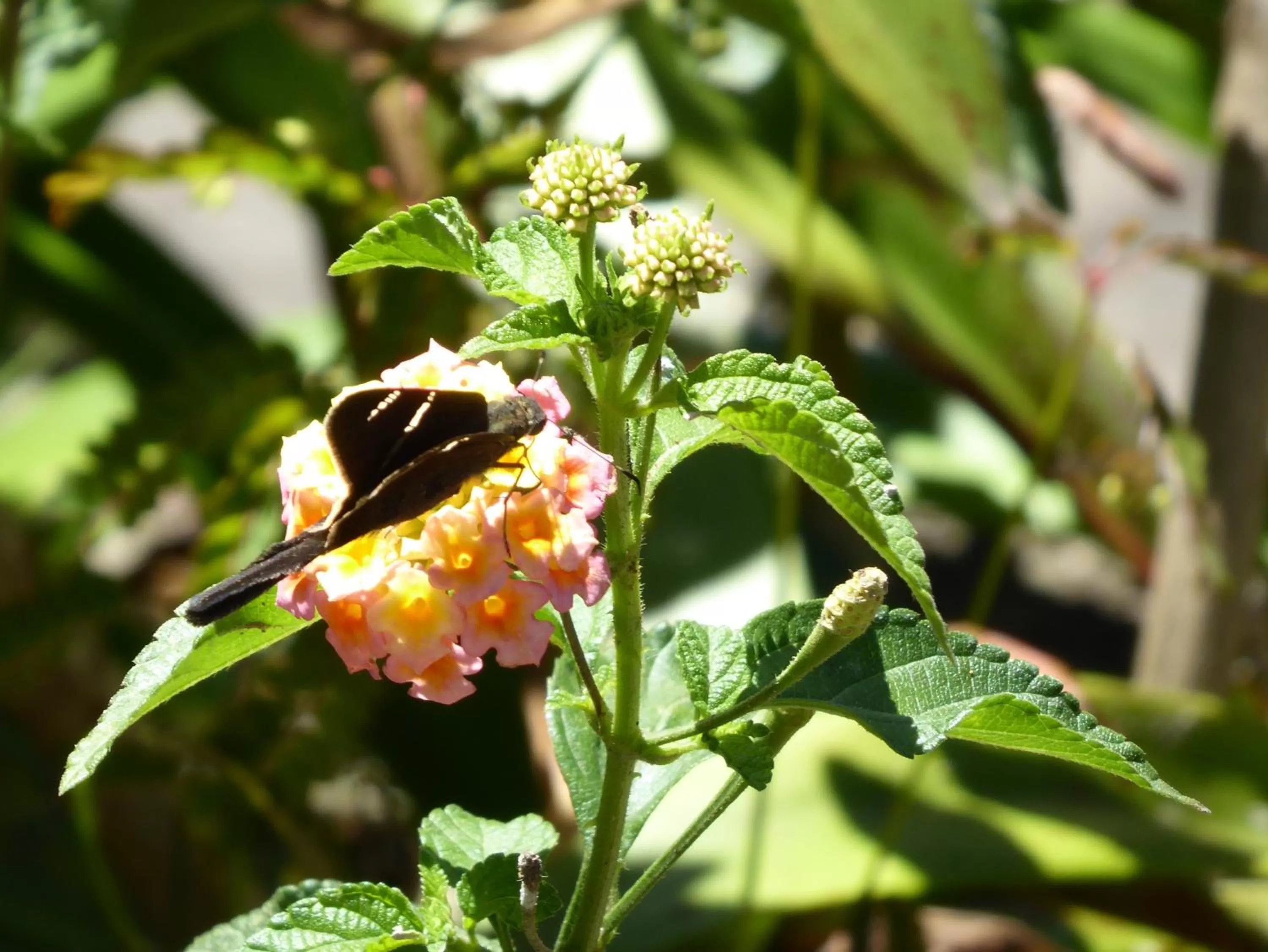 Animals in Finca El Cielo
