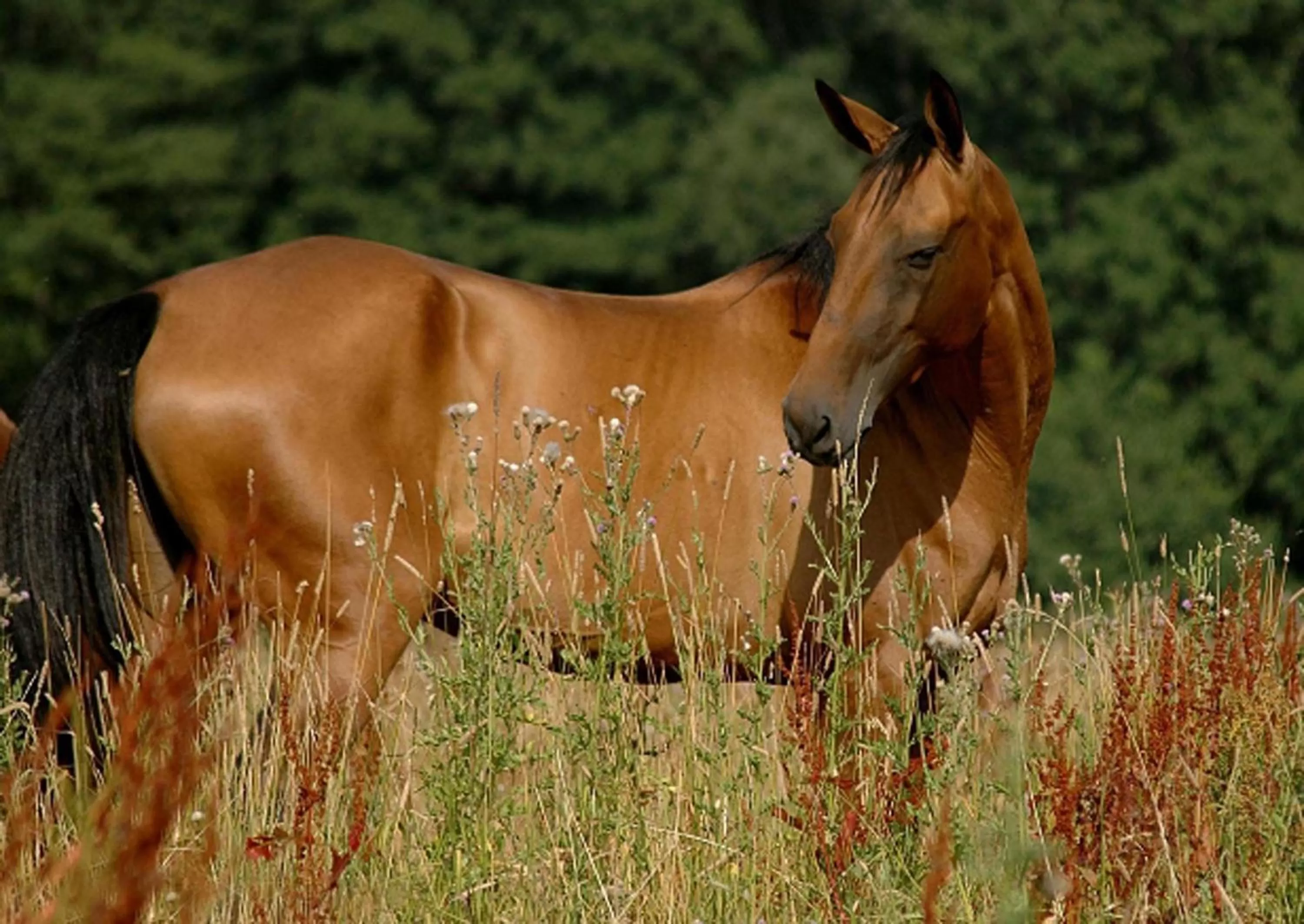 Animals in Hotel Farma Vysoká