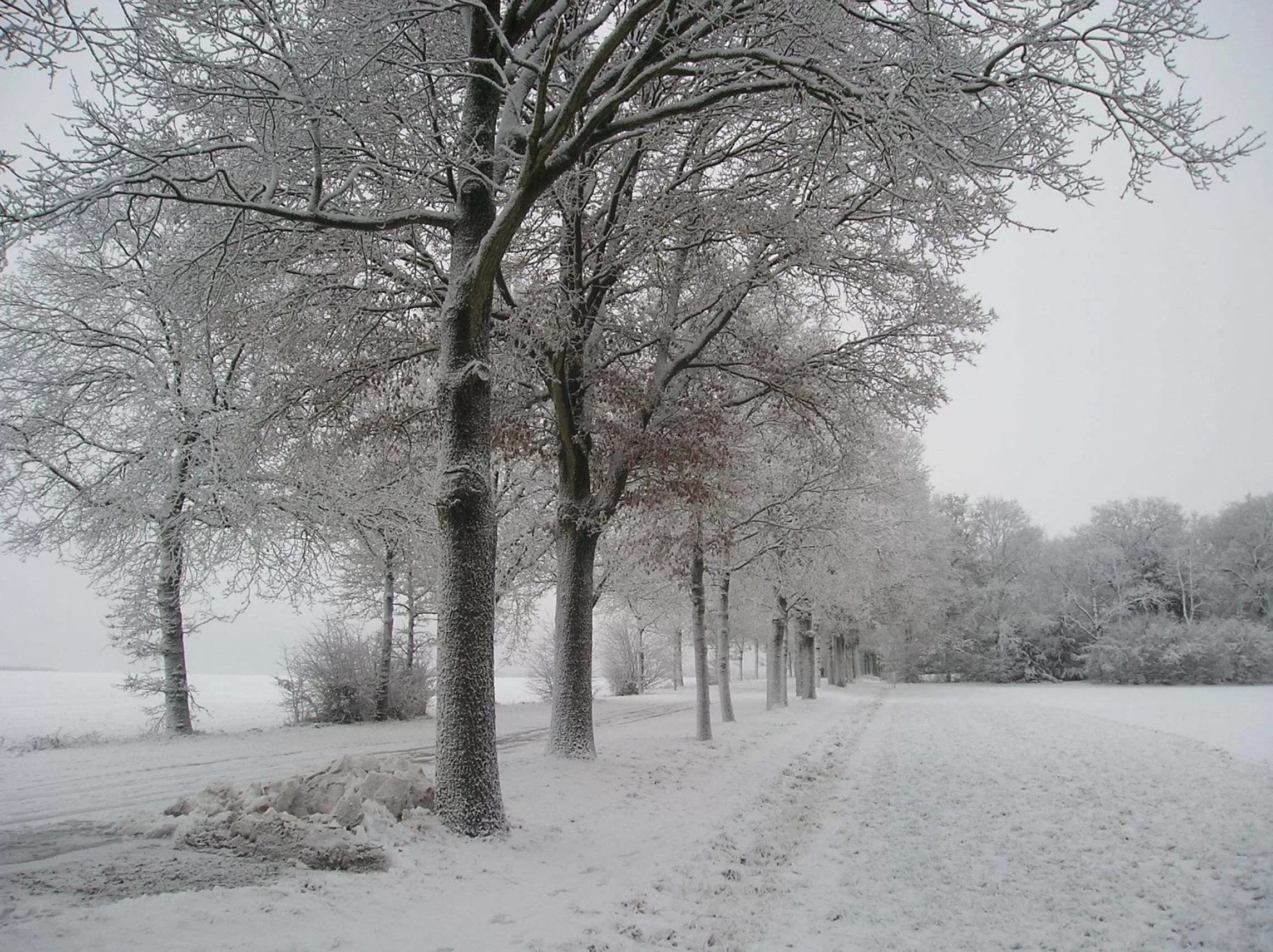 Winter in 't Rond Bargie